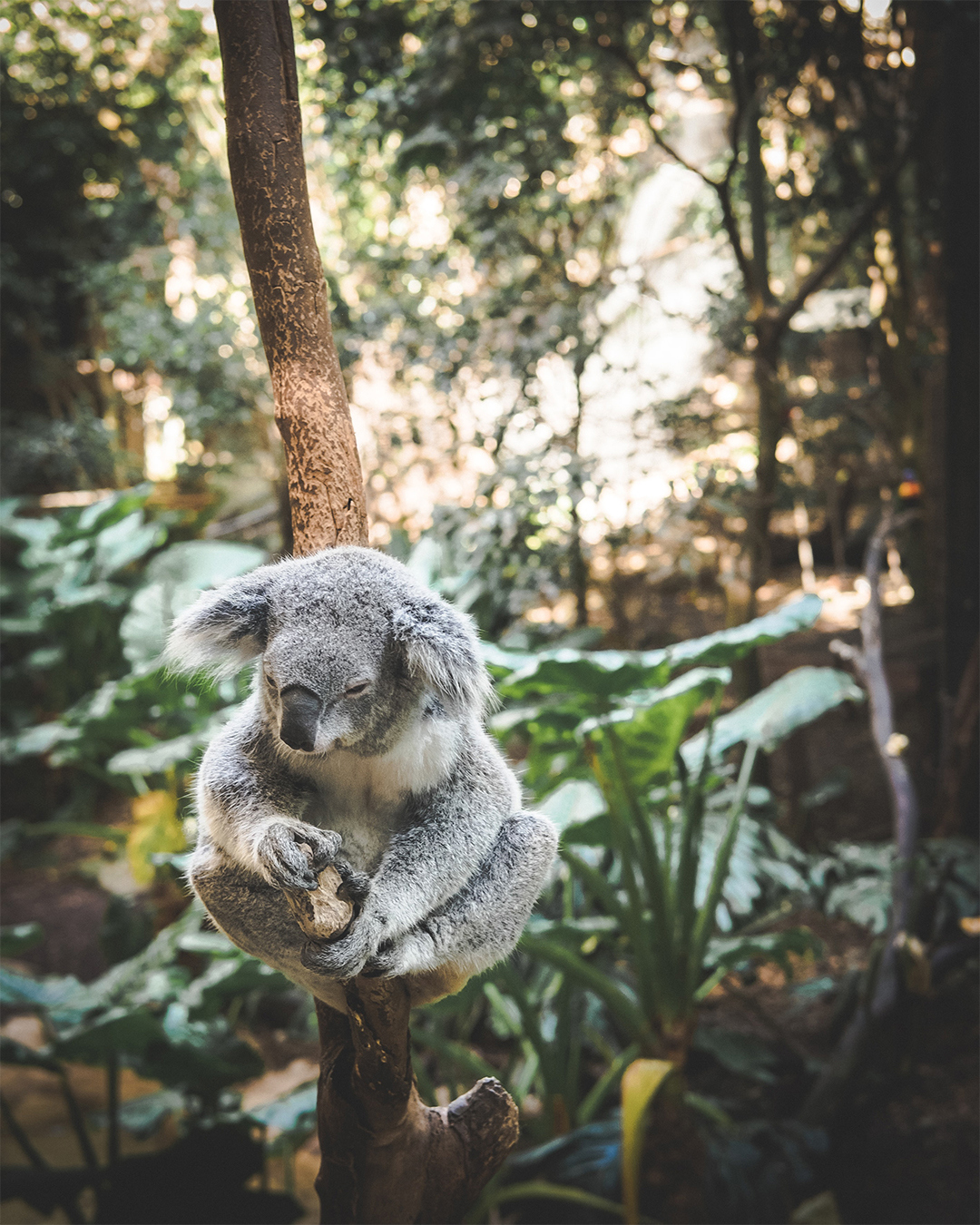 A koala clings to a vertical tree branch with a backdrop of lush green foliage.