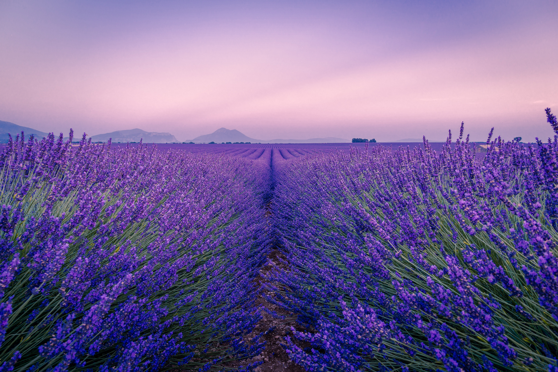 Purple flower field under a clear sky during daytime in Province 