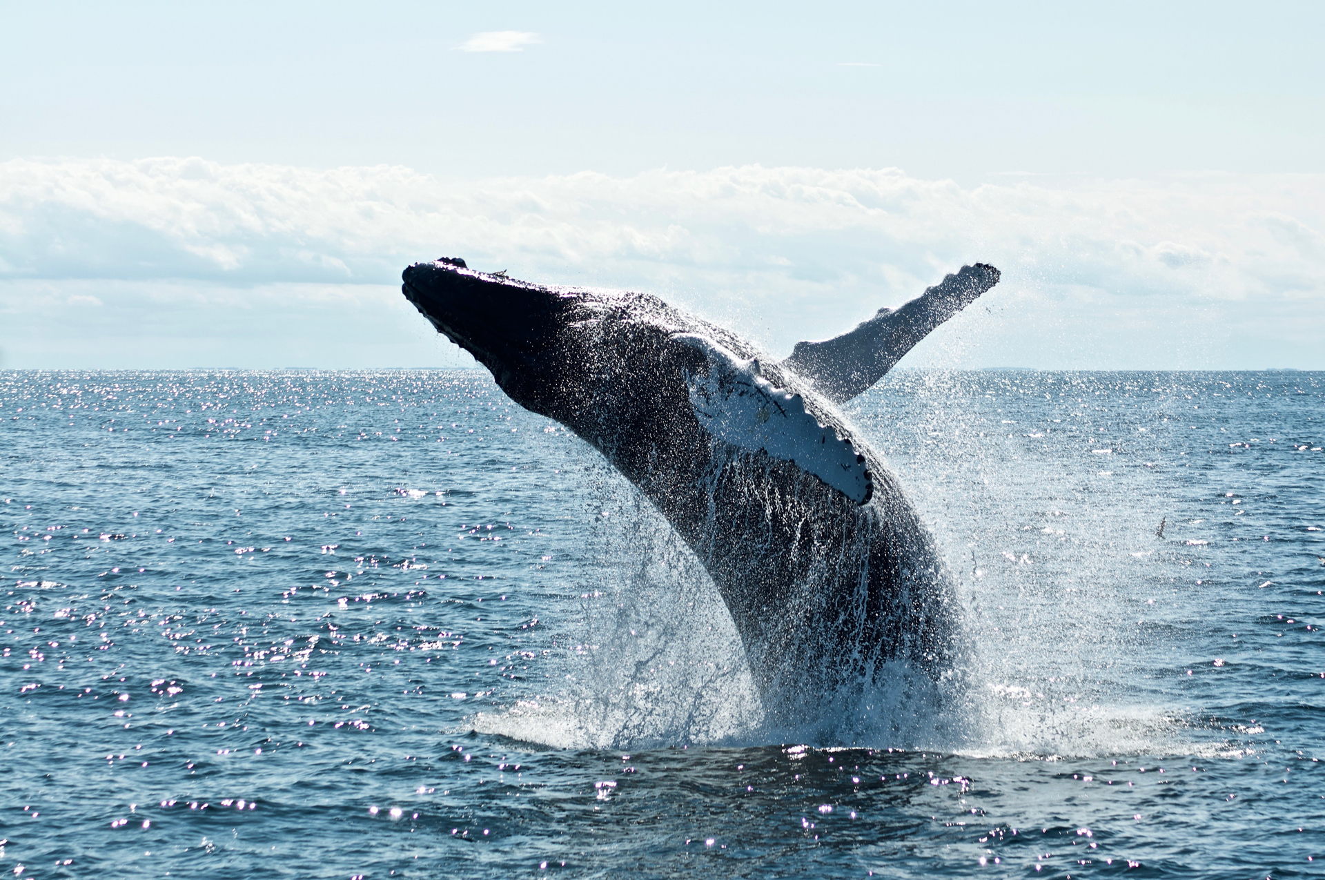 Humpback whale jumping out of the sea