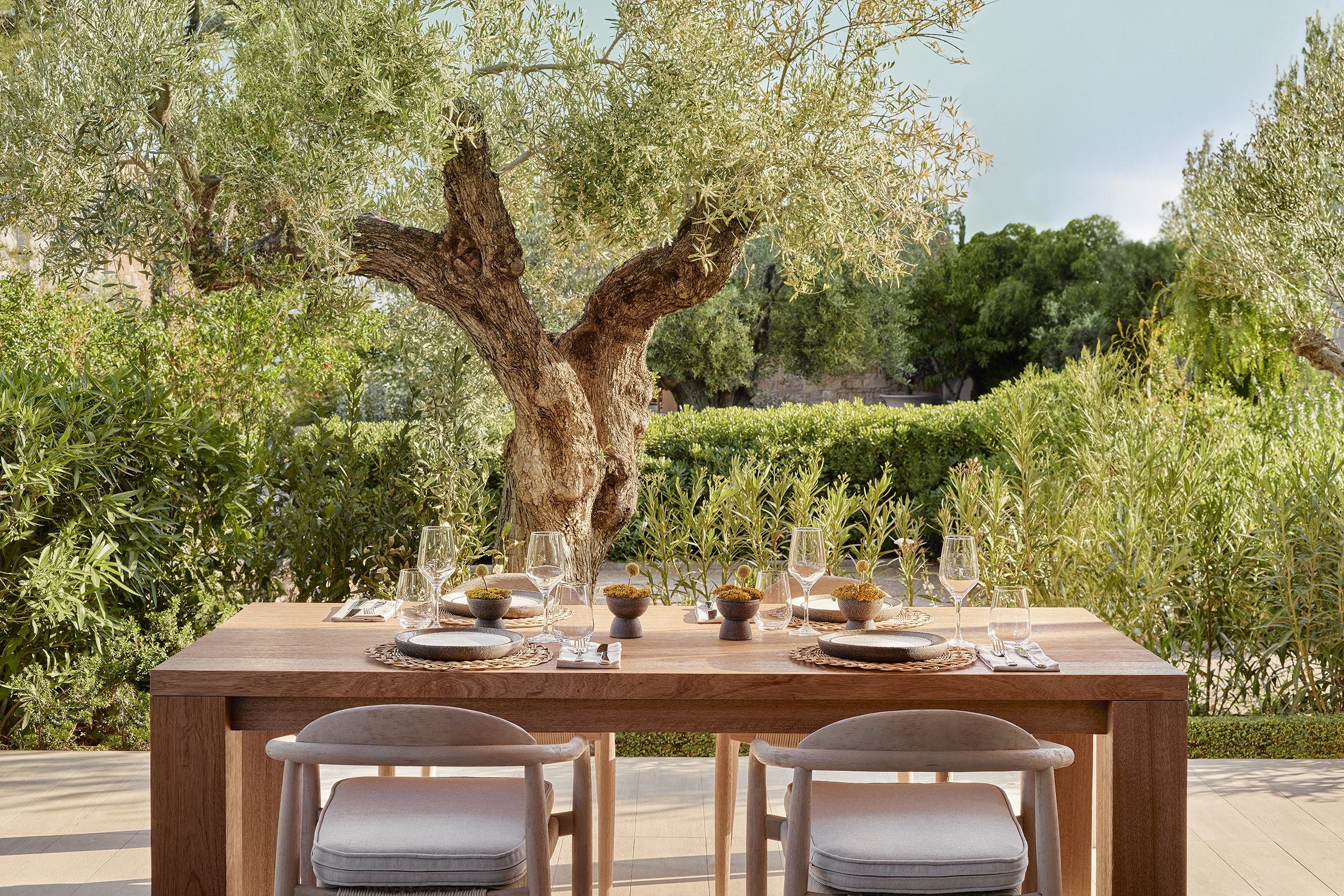An intimate outdoor dining table set for a meal facing an established olive tree and greenery