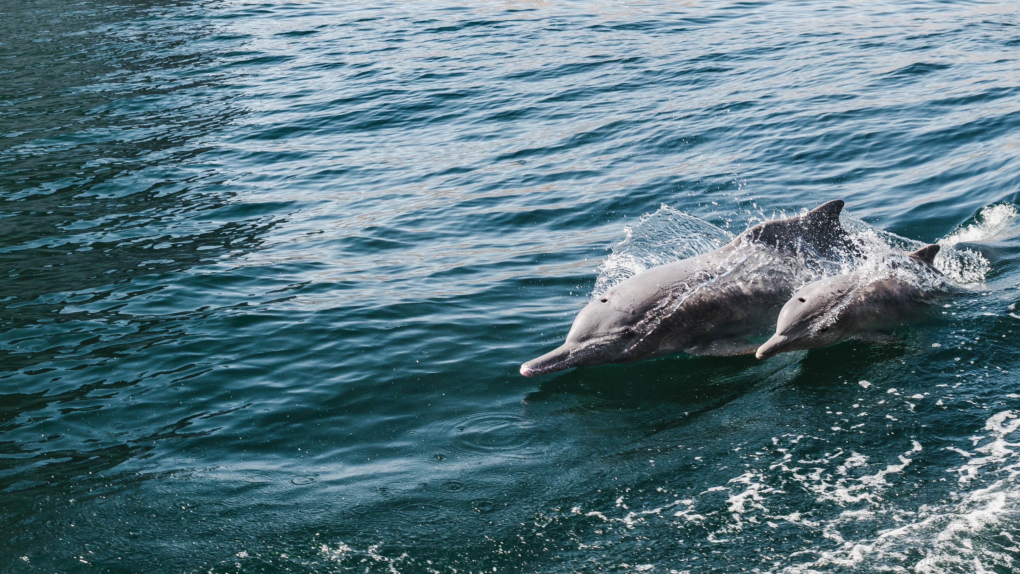 Two dolphins leaping out of the ocean water with splashes around them.
