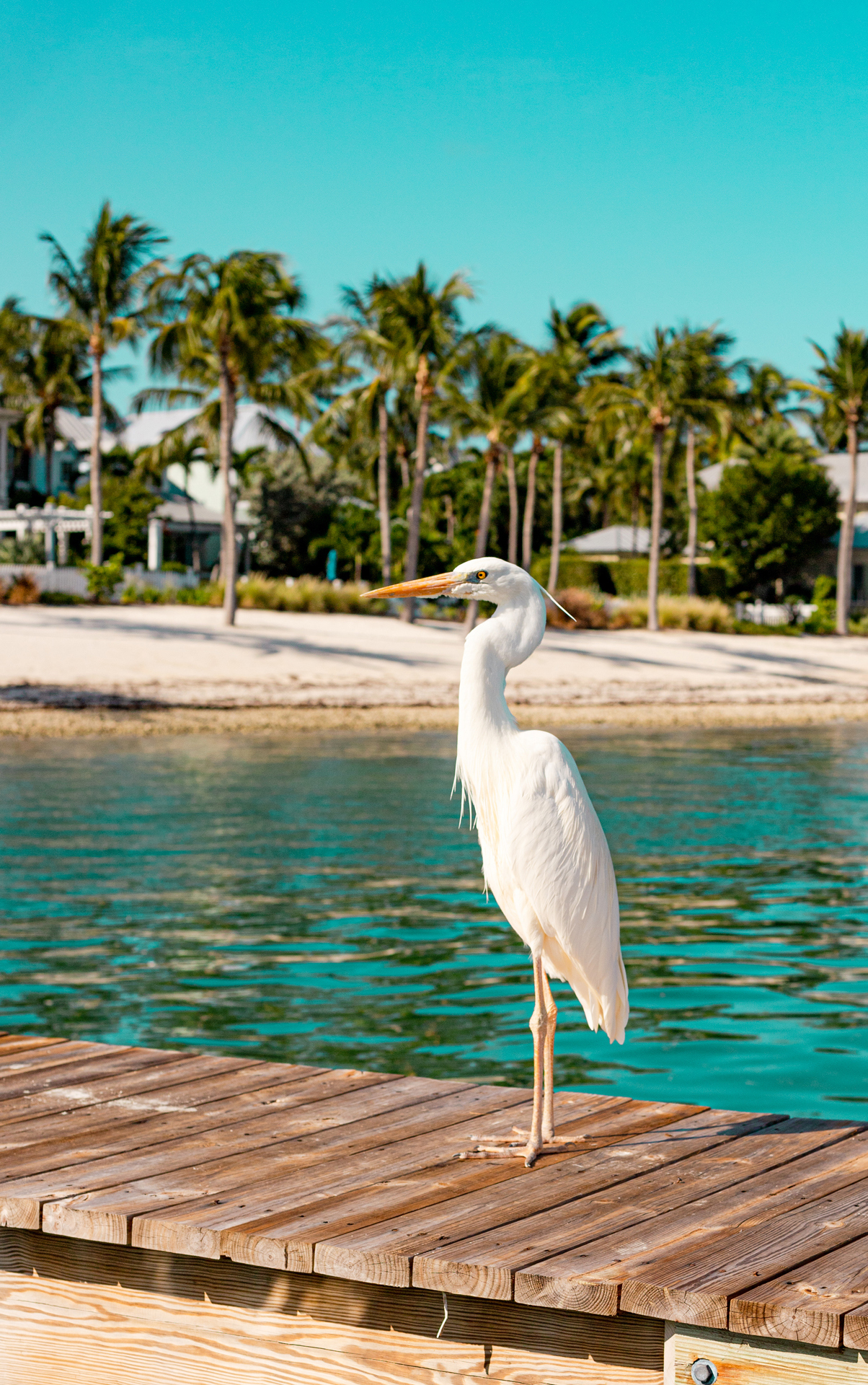 A white crane stood on a wooden pier
