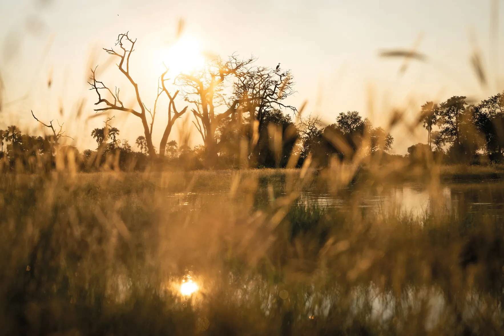 Lanscape view of the Okavango Delta through long grass at Singita Elela