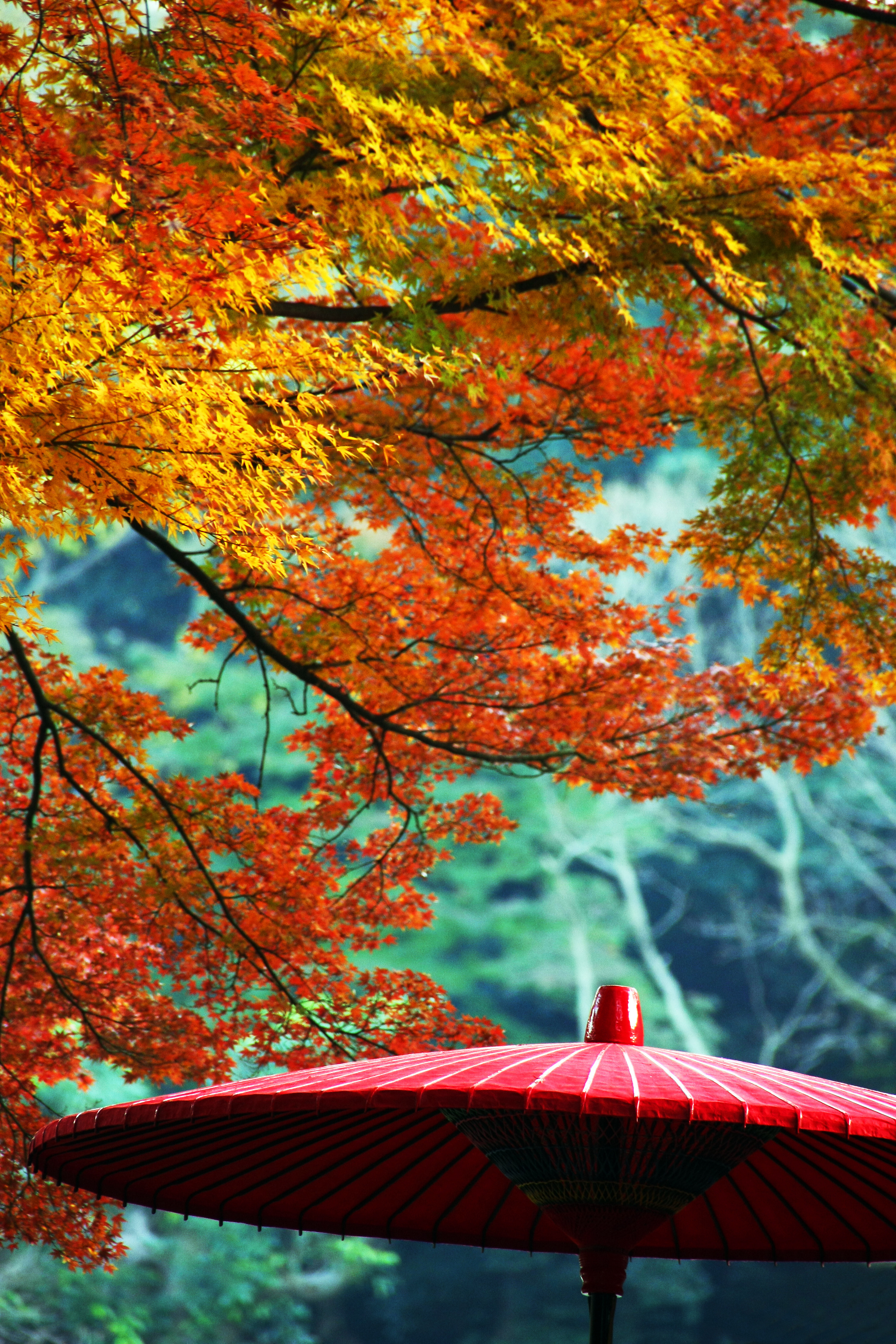 A red umbrella beneath a golden maple tree during autumn in Japan