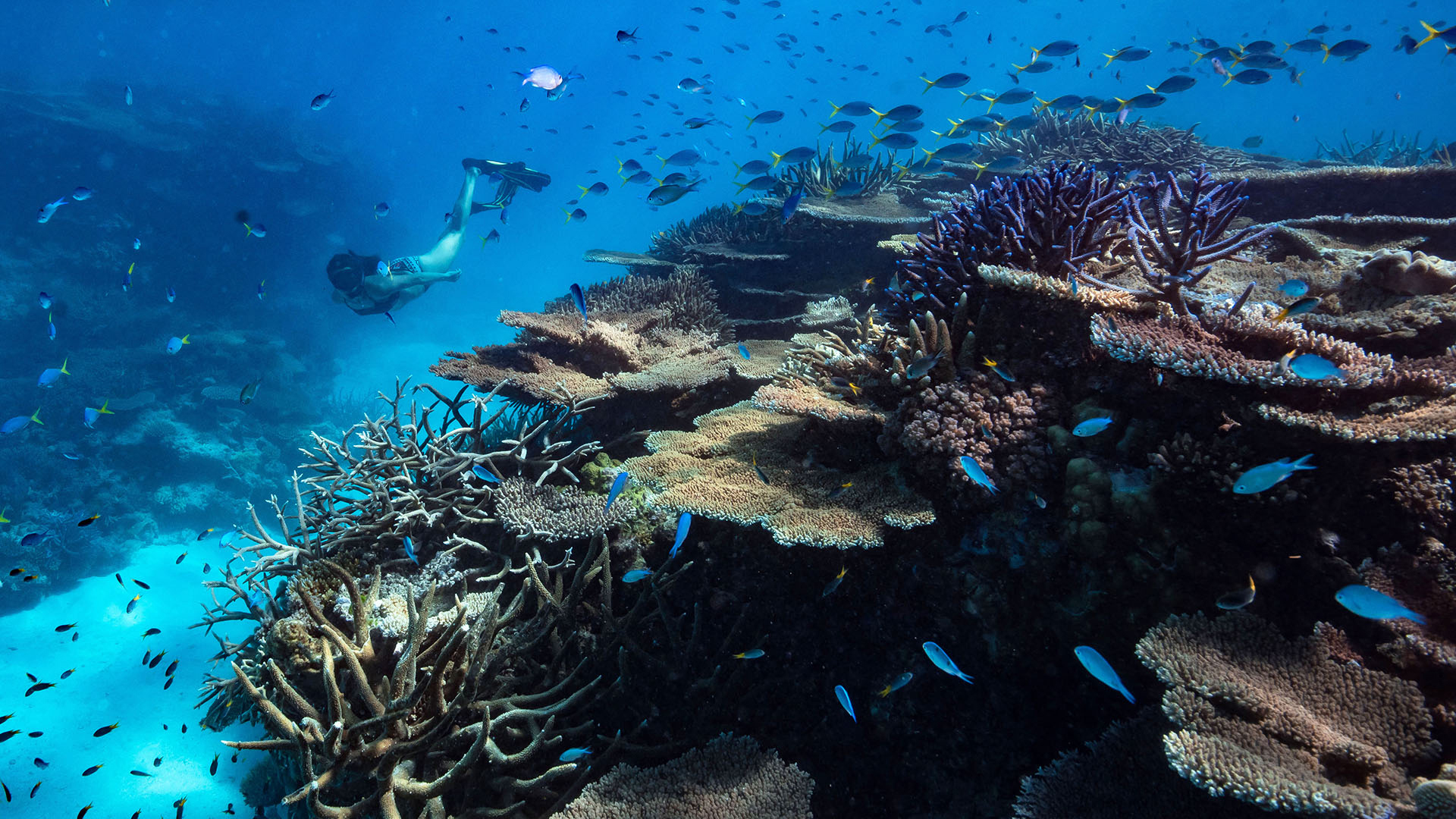  Indian Subcontinent, Far East & Australasia, Australia, Orpheus Island Lodge, Snorkeling