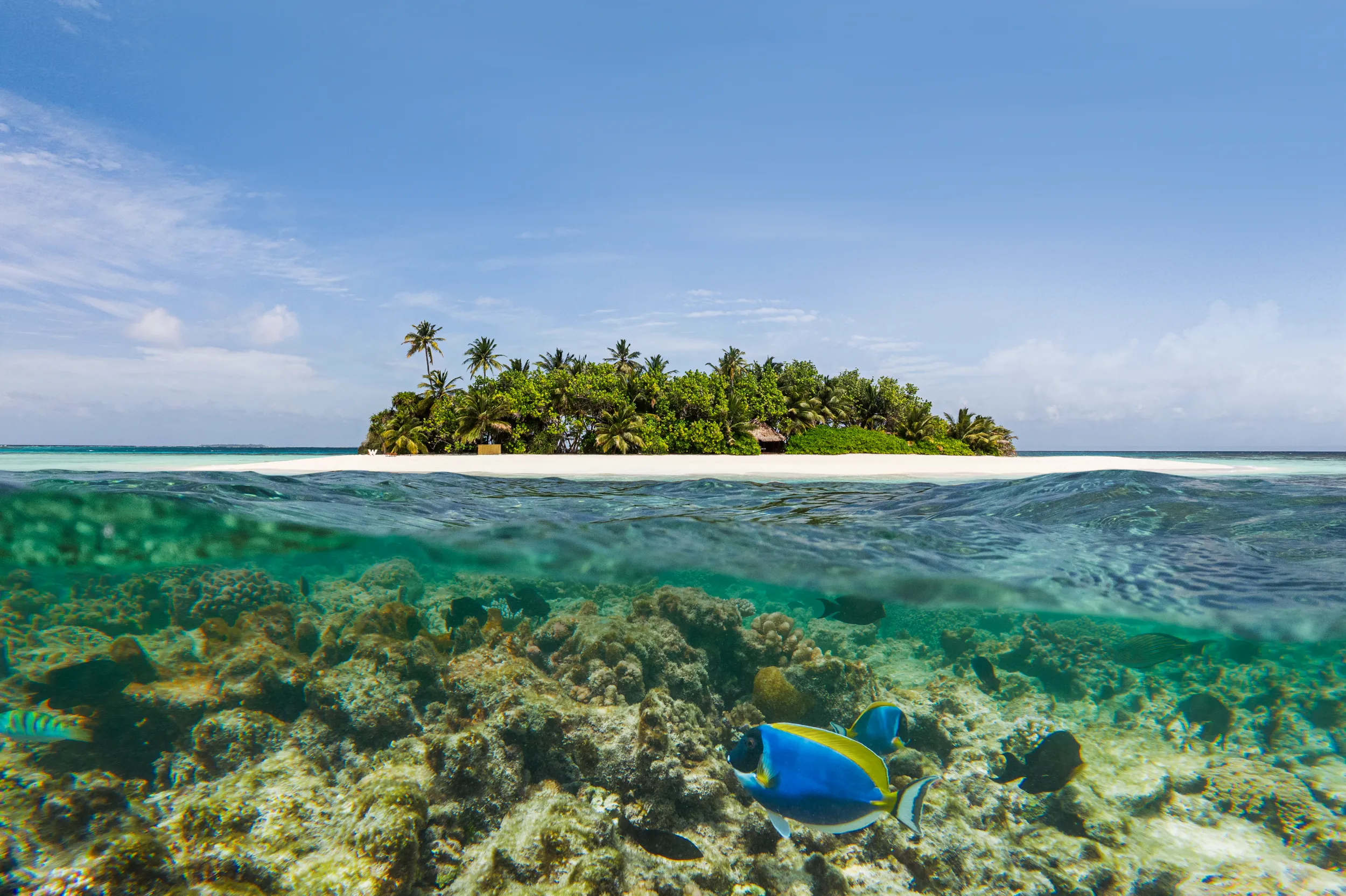 Vibrant house reef at W Maldives with colourful tropical fish swimming above coral gardens beside a pristine private island surrounded by crystal-clear turquoise waters in the Maldives with Gaathafushi Island in the background
