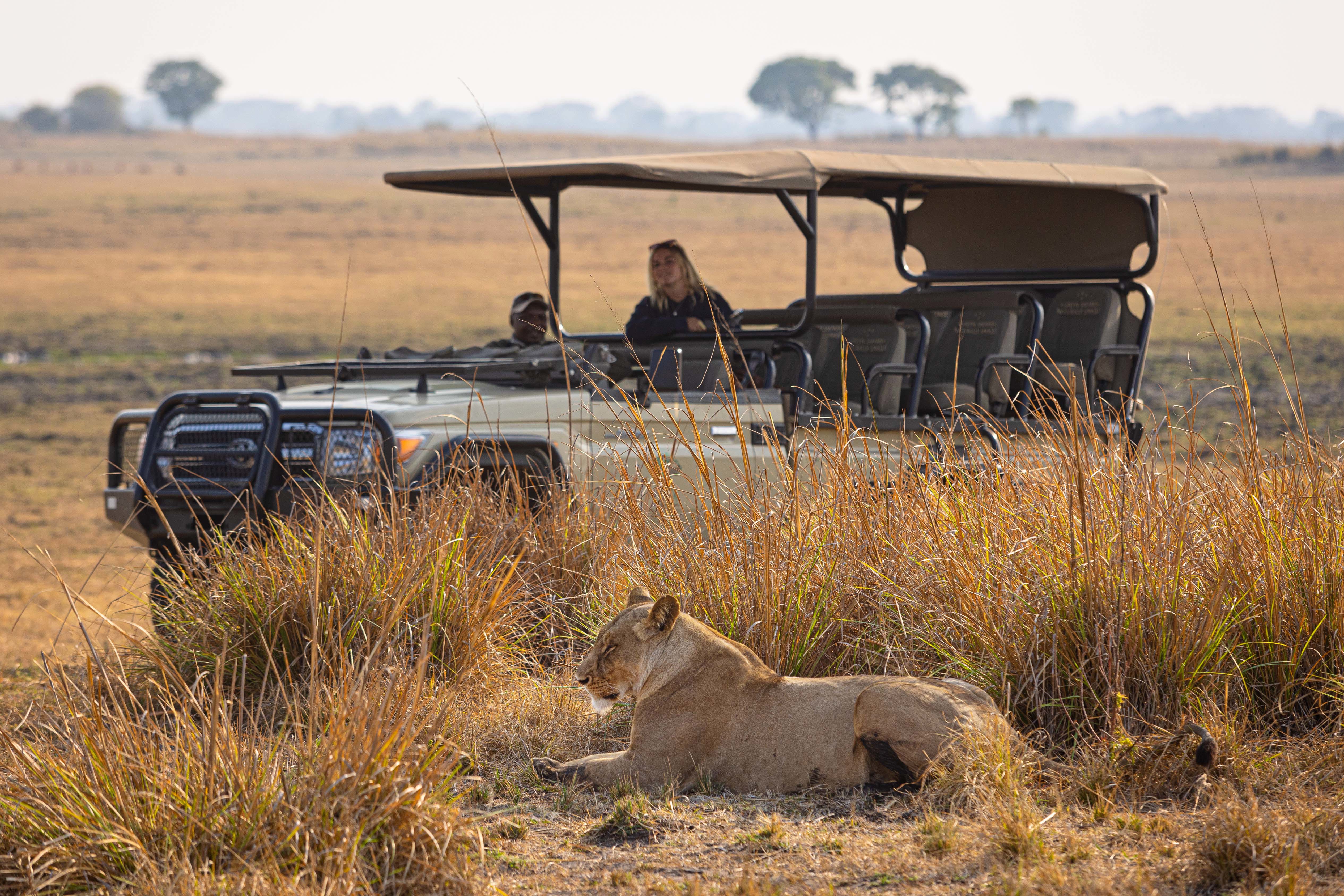 Guests in a safari vehicle observing a resting lioness in the African savannah.