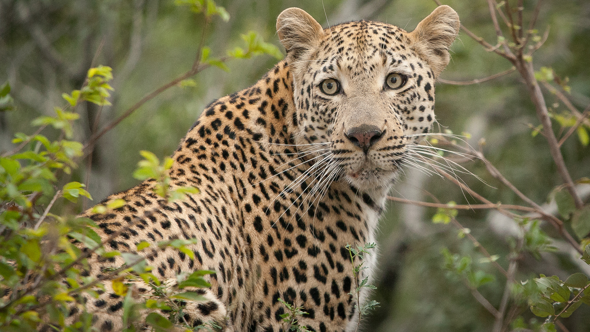  Africa, South Africa, Londolozi Founders Camp, Wildlife