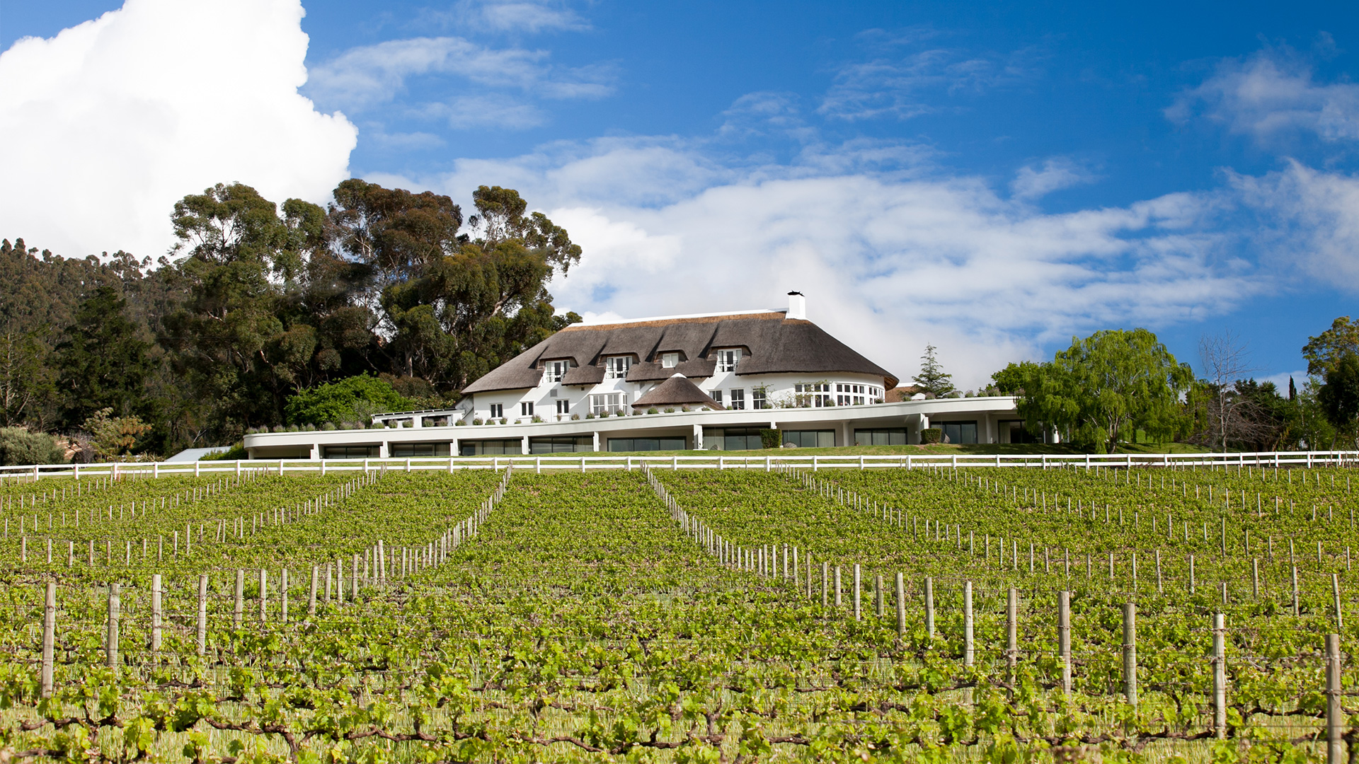 Vineyard and big white house in South Africa