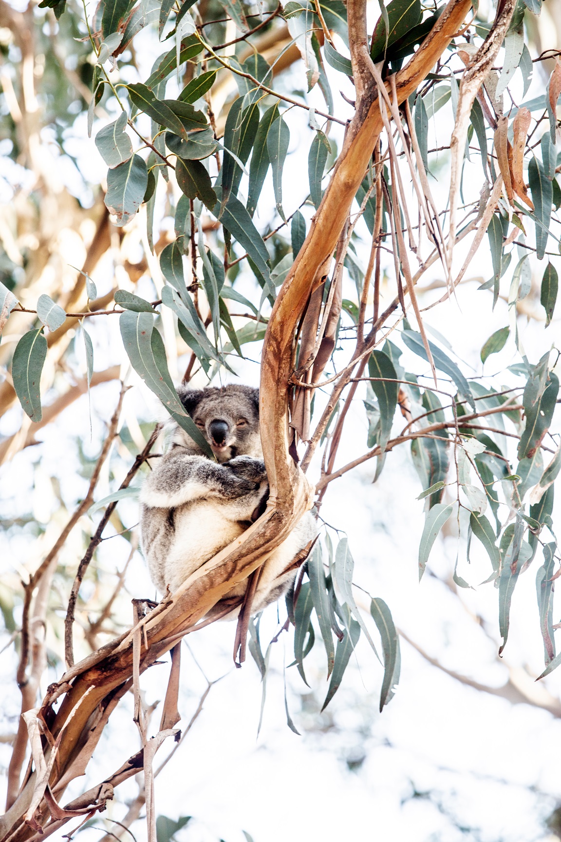 A koala sitting in a eucalyptus tree, surrounded by green leaves and branches.