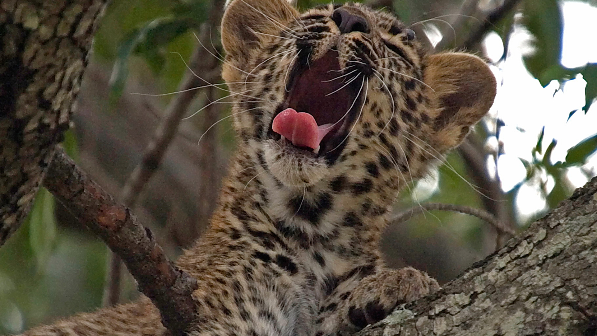  Africa, Kenya, Mara Plains Camp, Leopard Cub
