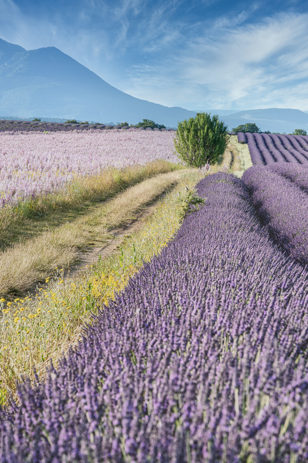 Purple flower field under blue sky during daytime photo