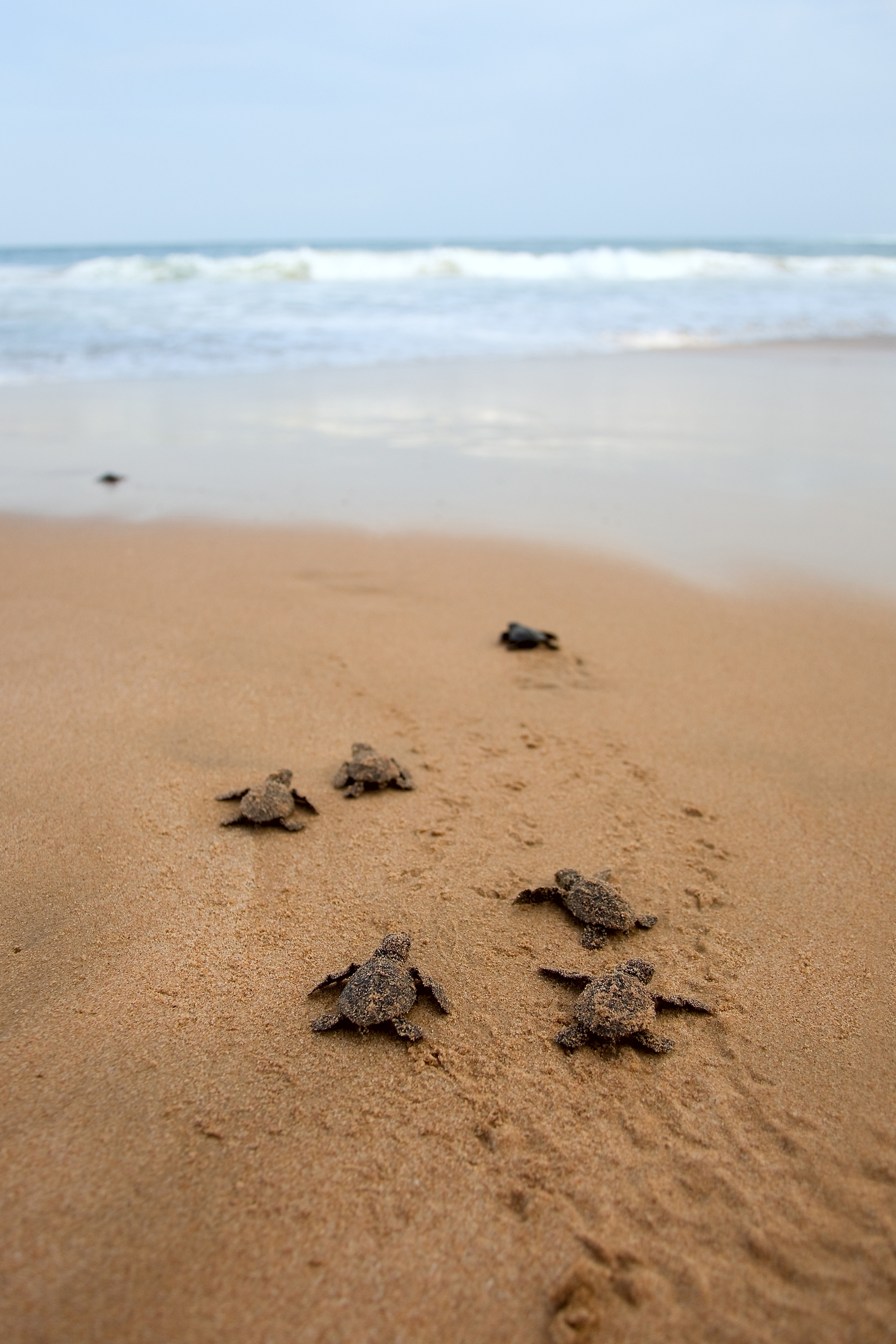 Seven baby turtles making their way tot eh water's edge over damp sand