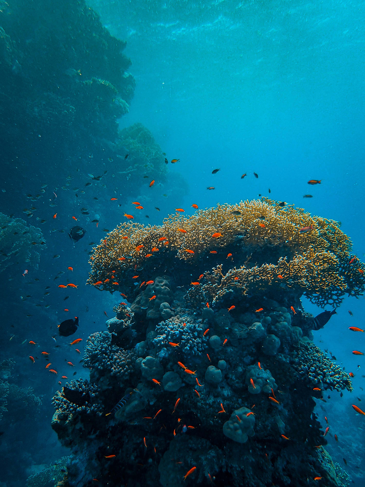 Small orange fish swimming around coral in the Great Barrier Reef