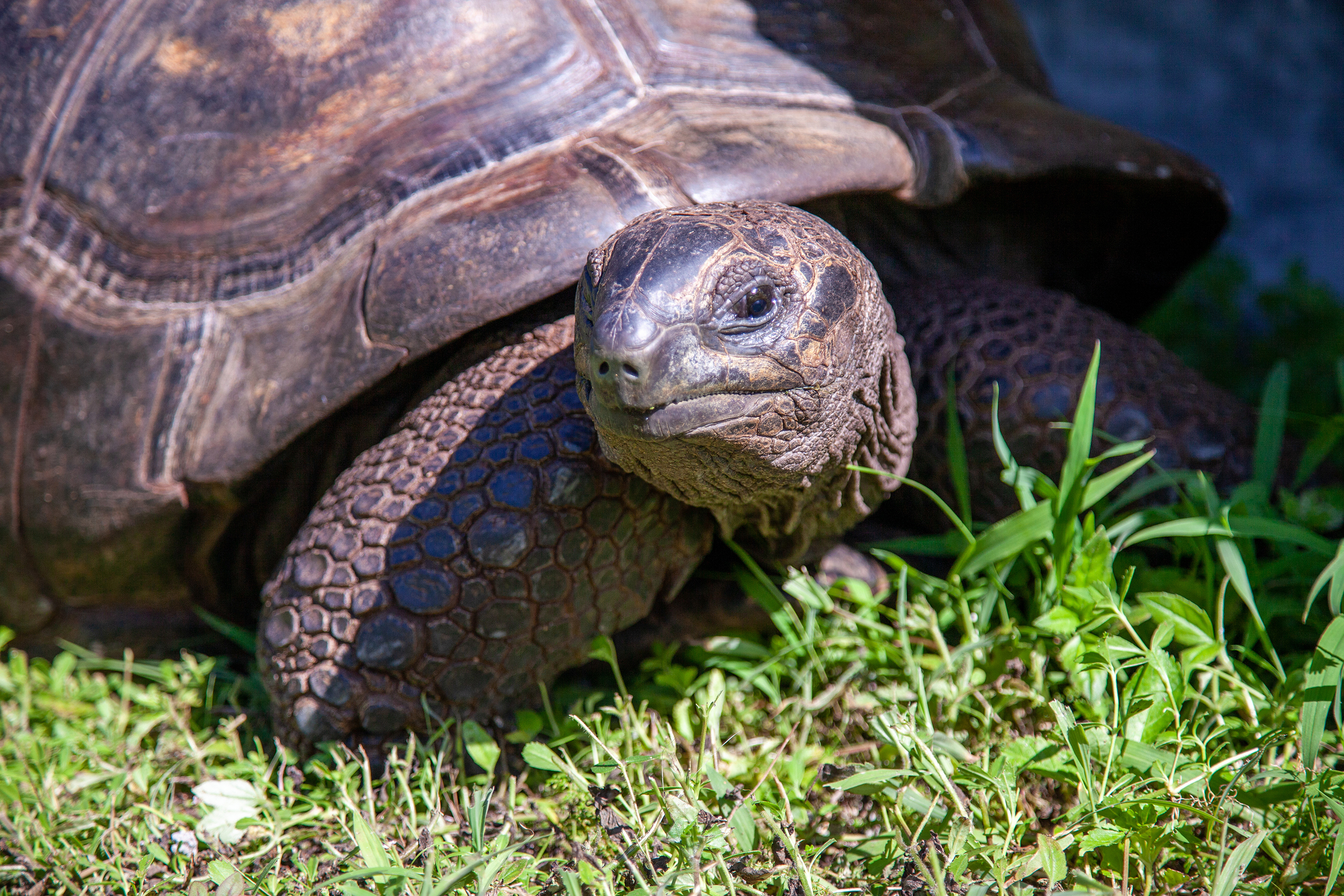 A close up of a tortoise resting on grass in the sun