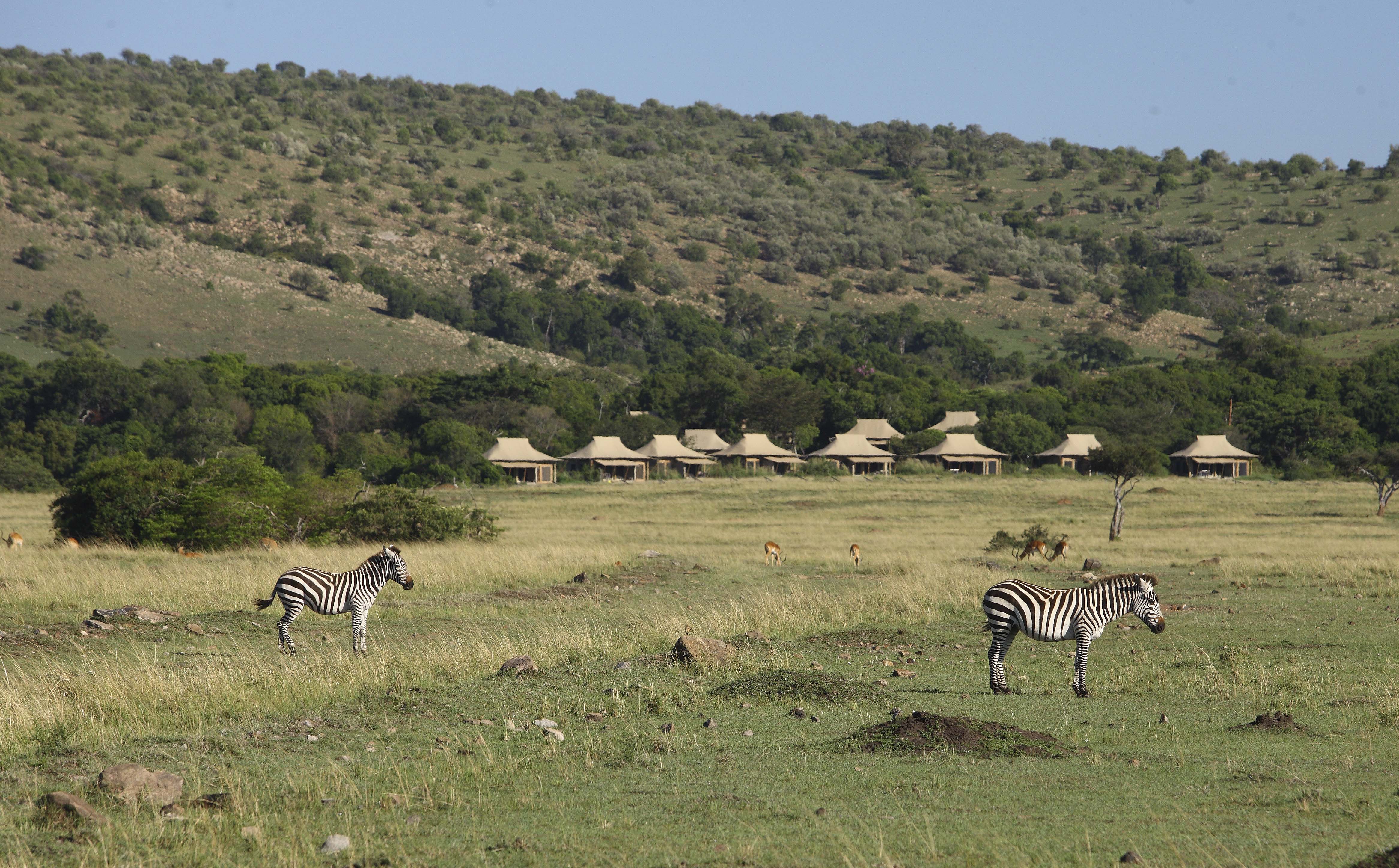 Africa, Kenya, Kichwa Tembo, wildlife landscape, zebras 