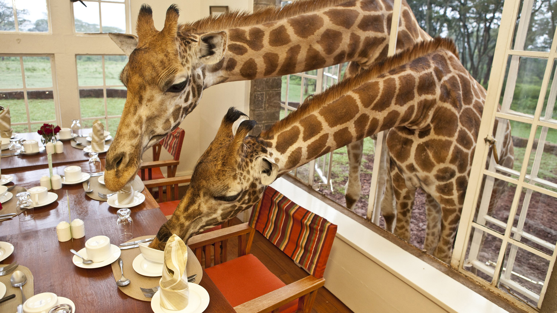  Africa, Kenya, Giraffe manor, Dinner time