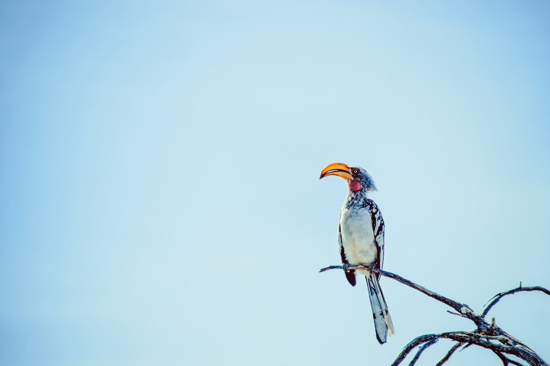 a bird sitting on a branch