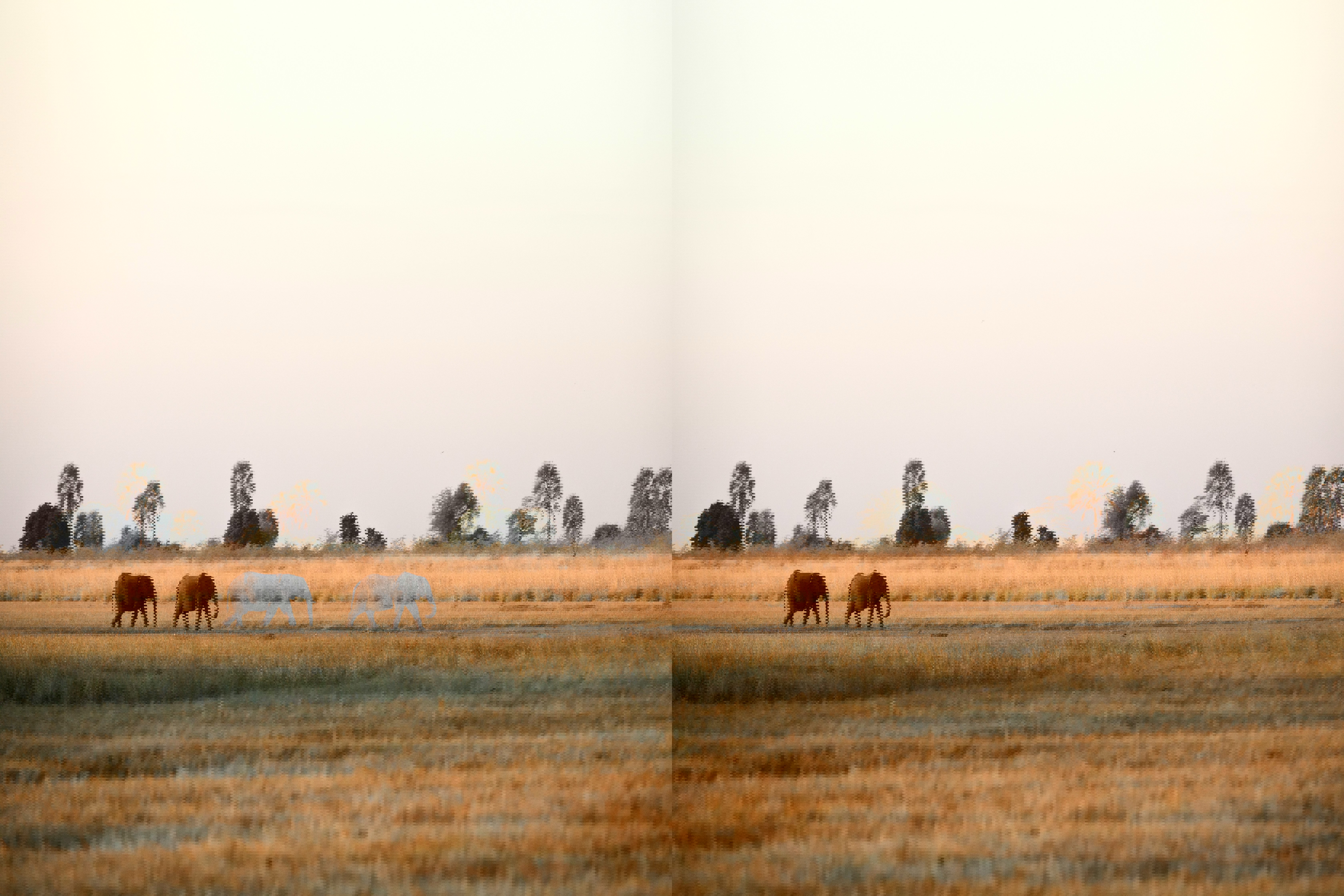 Two African elephants walking across a vast landscape with trees on the horizon