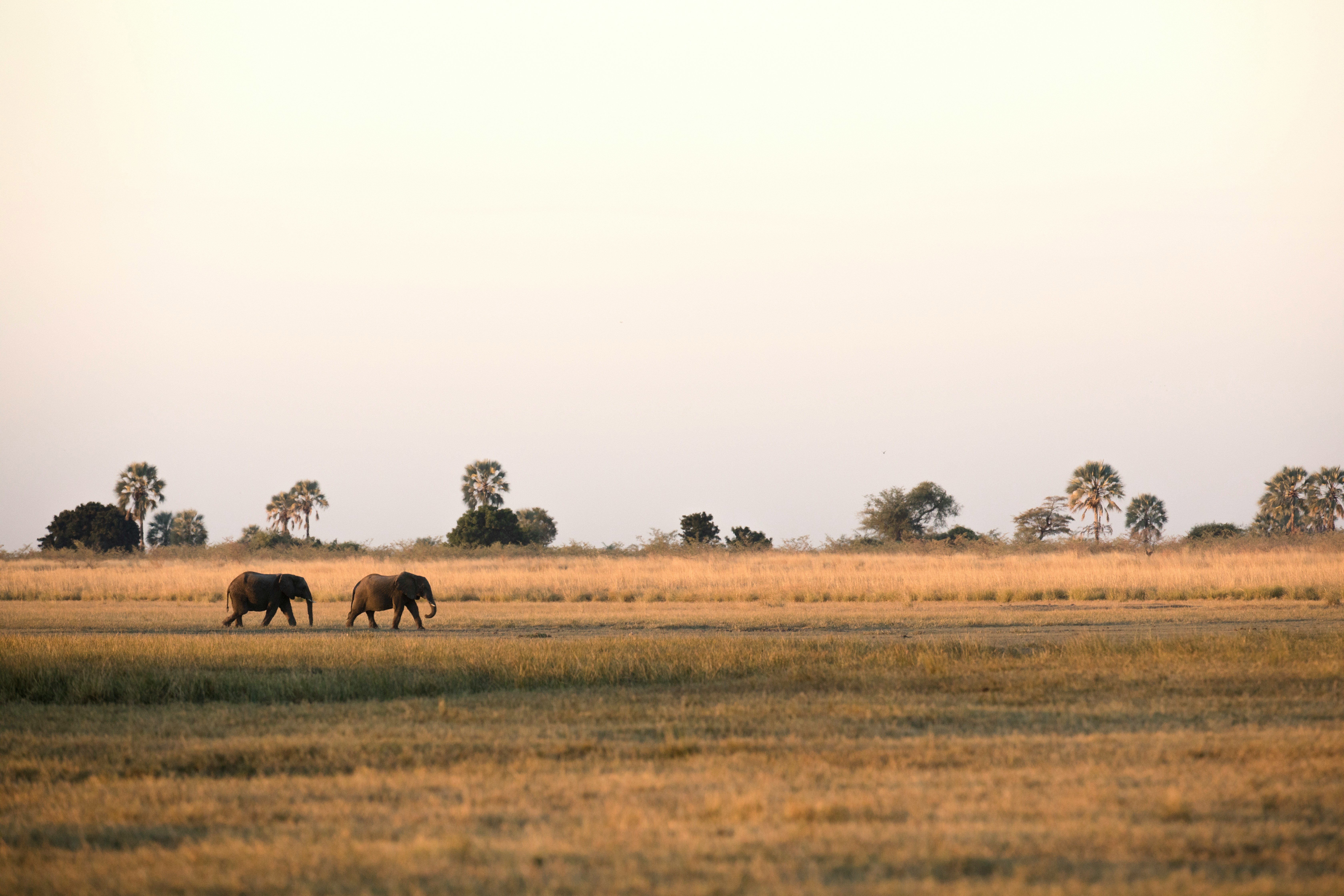 Two African elephants walking across a vast landscape with trees on the horizon