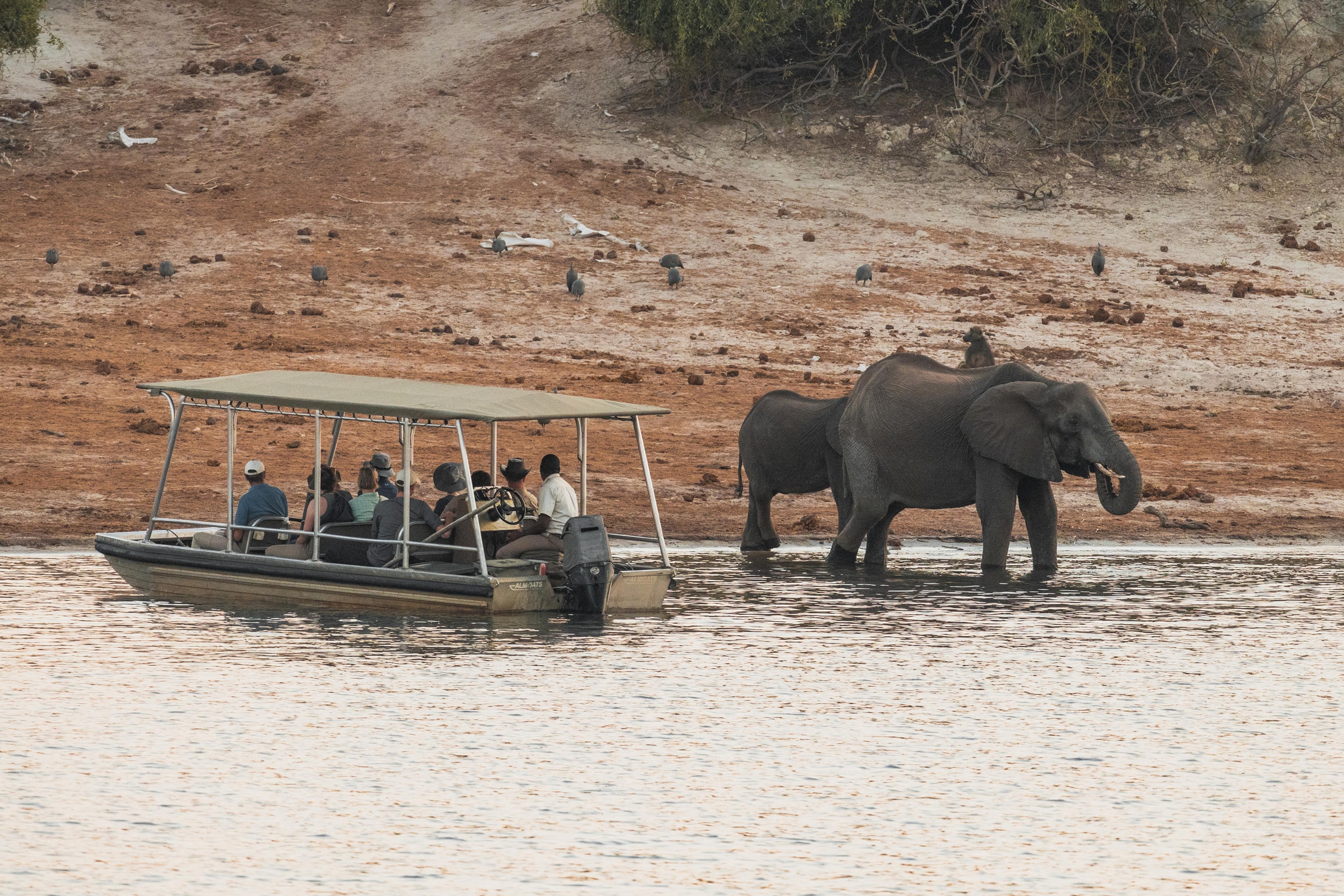 Guests observing elephants from a safari boat near the Zambezi Queen