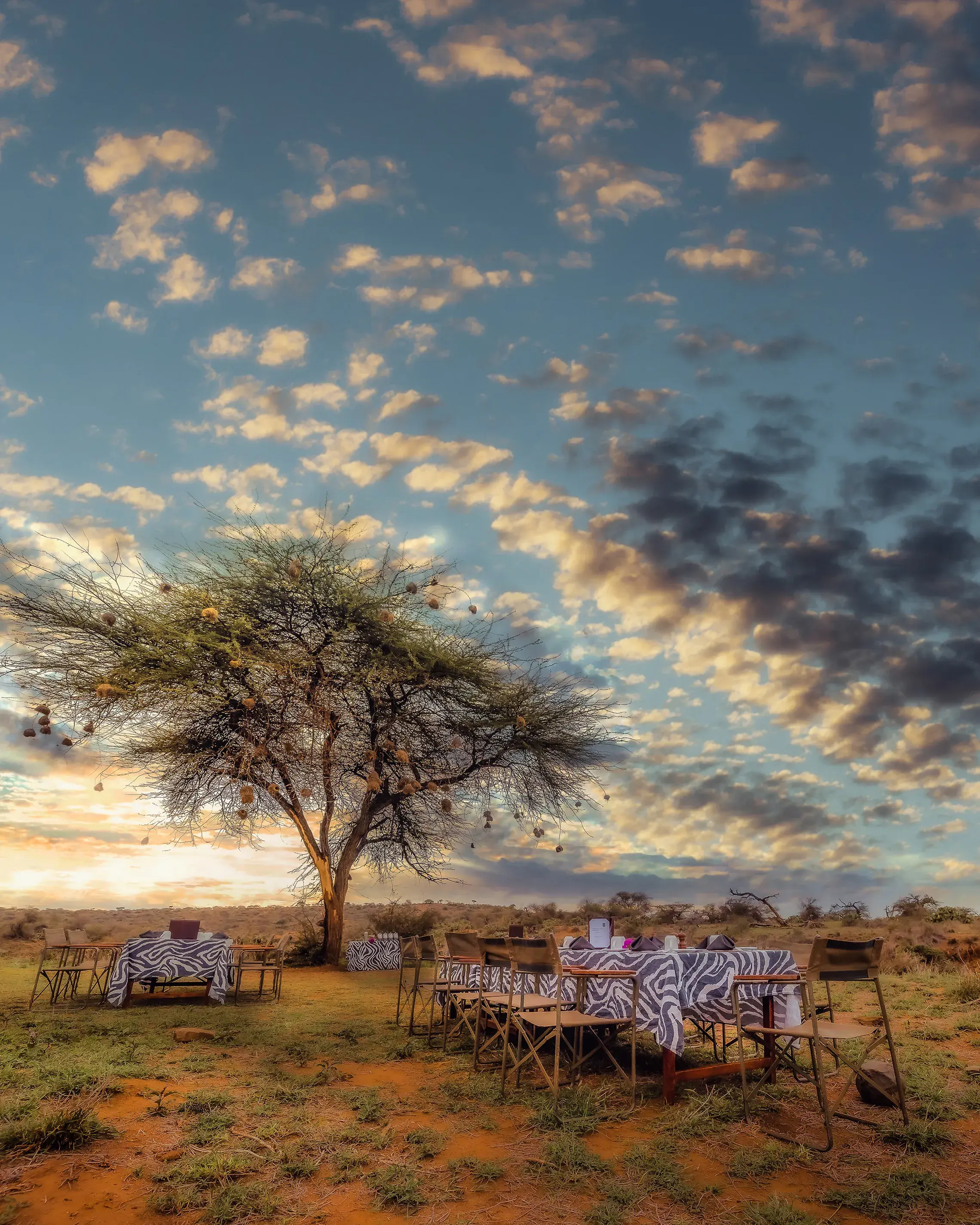 Two dining tables with zebra print clothes set out for breakfast at sunrise below a tree