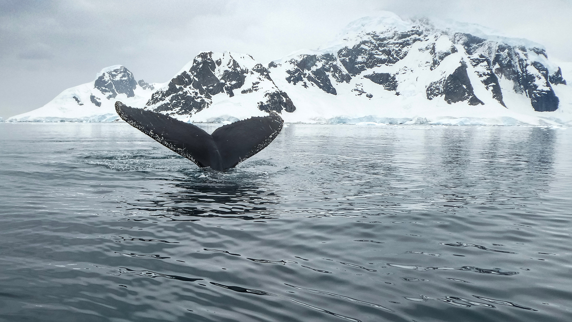 Humpback Whale In Antarctica