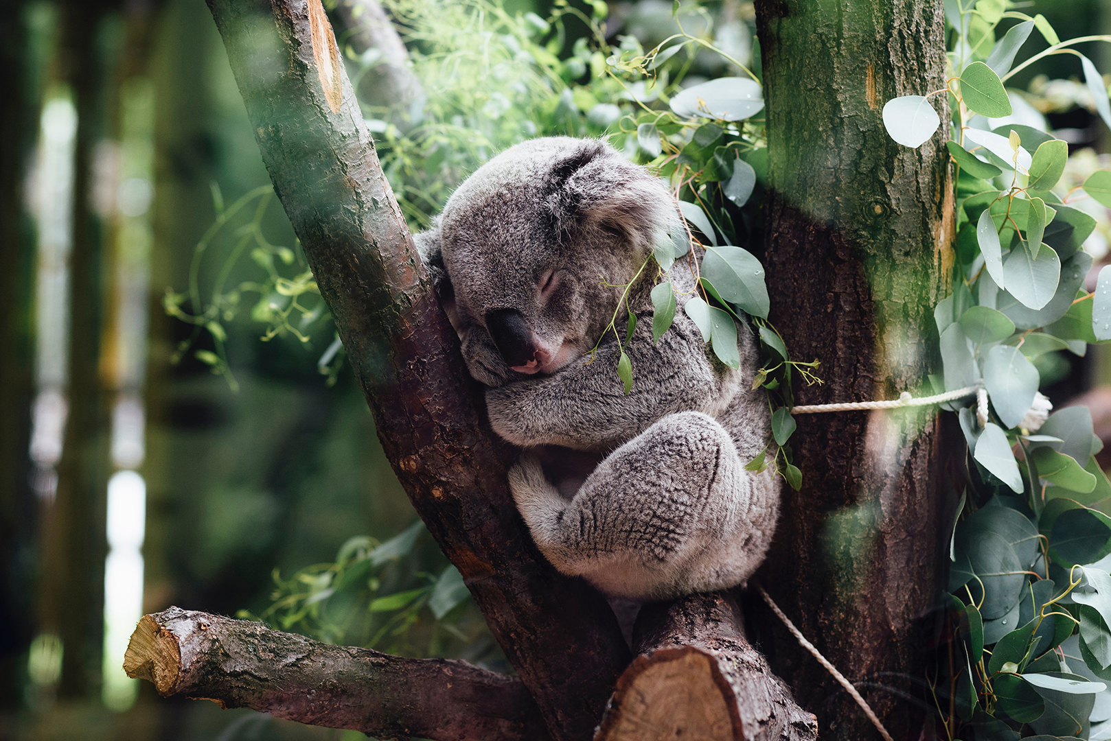 A koala sleeping in a tree