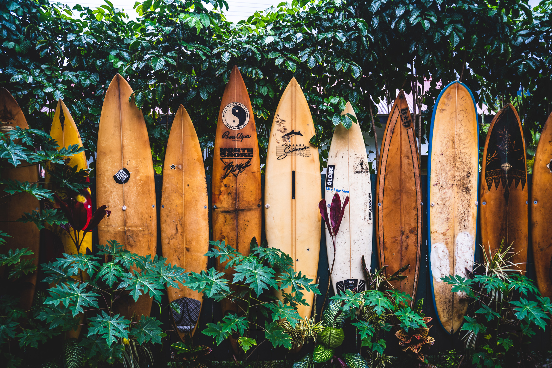 Brown wooden surfboards stadning against green trees