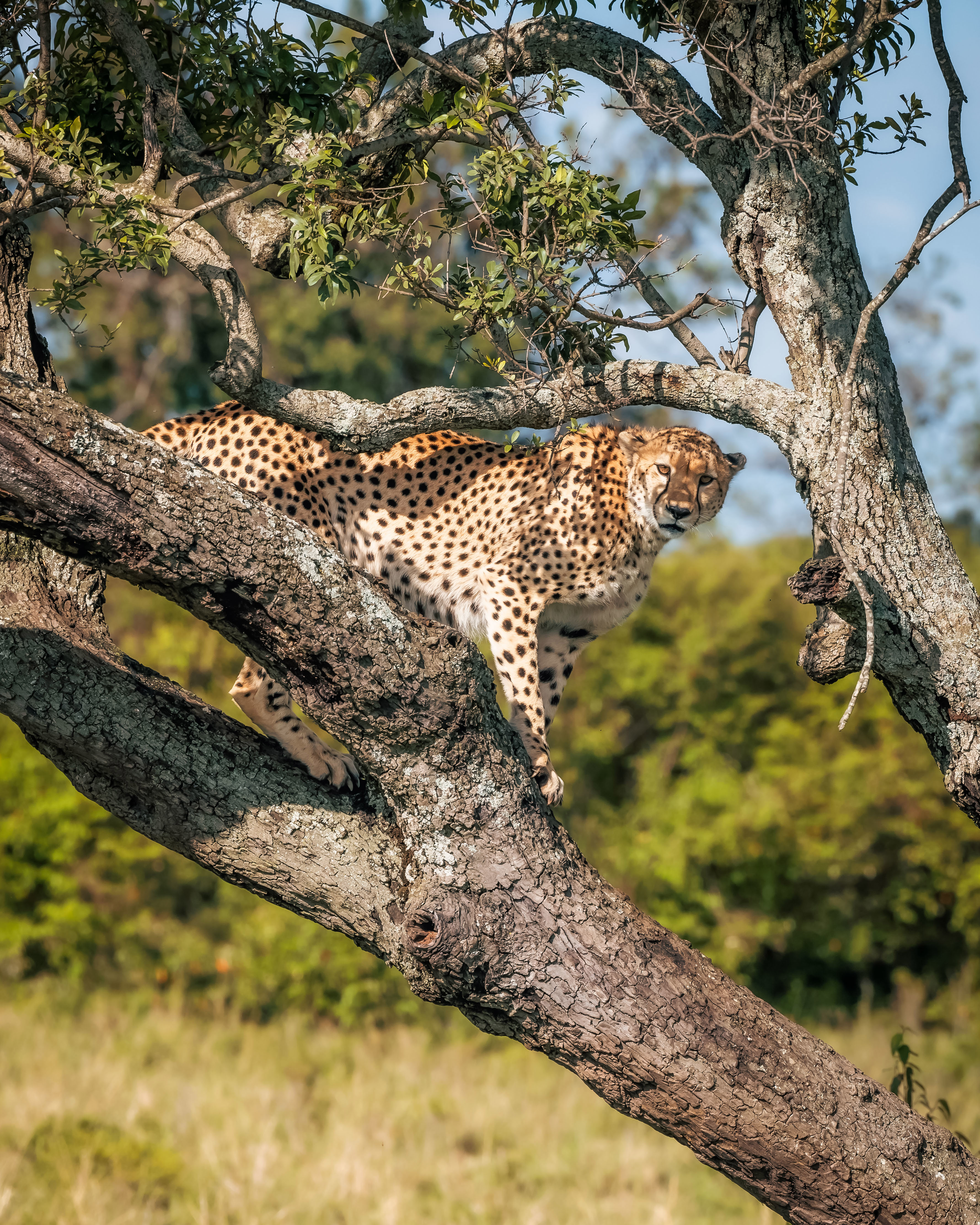 An adult cheetah standing on the branch of a tree looking out