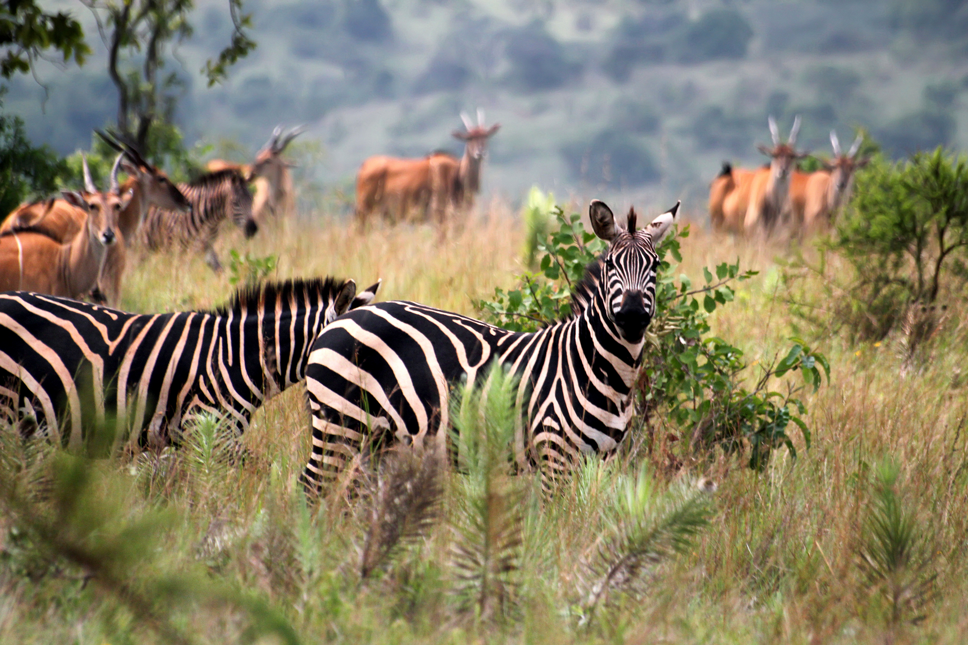 A herd of zebras and antelopes