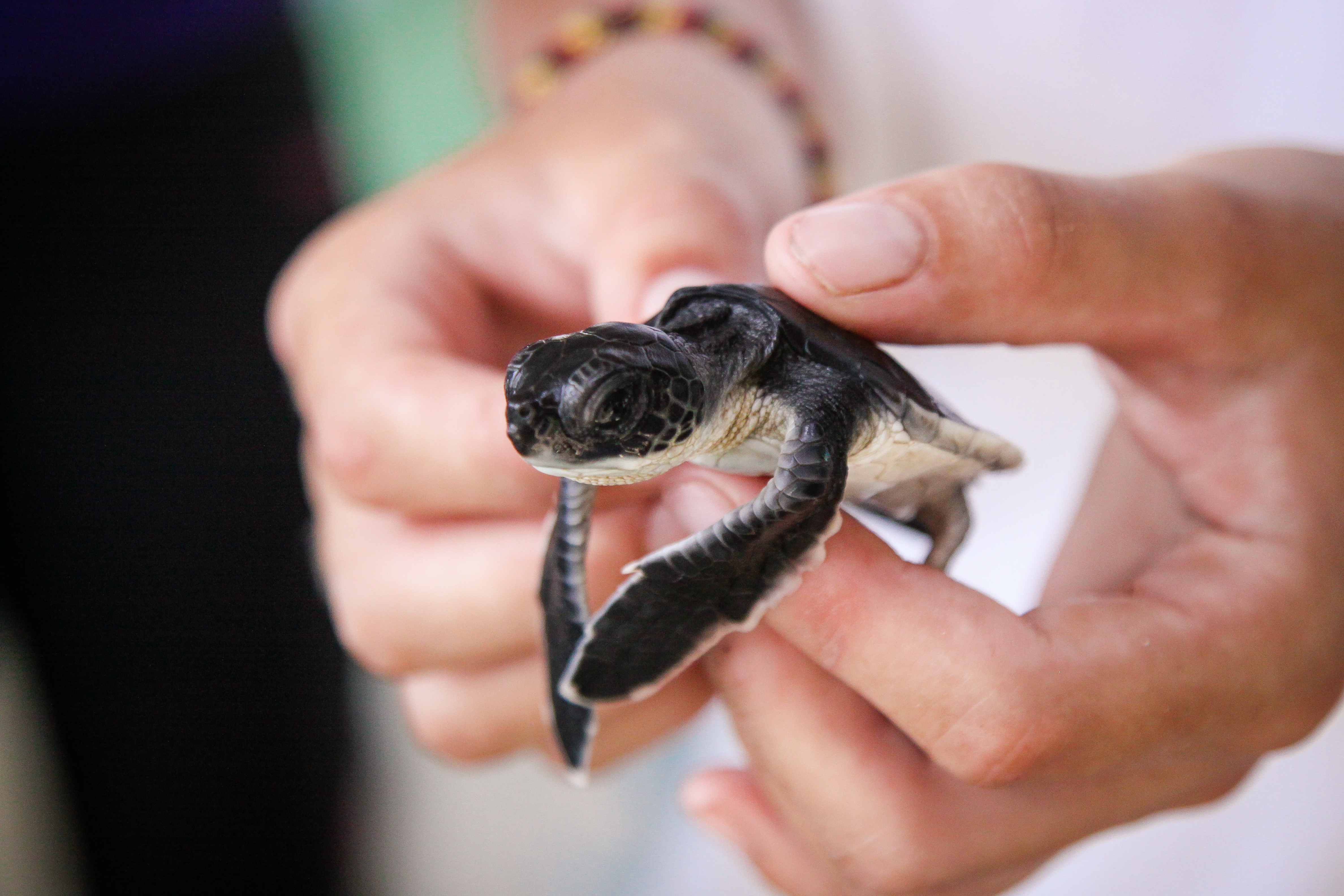 Marine Biologist holding a small turtle