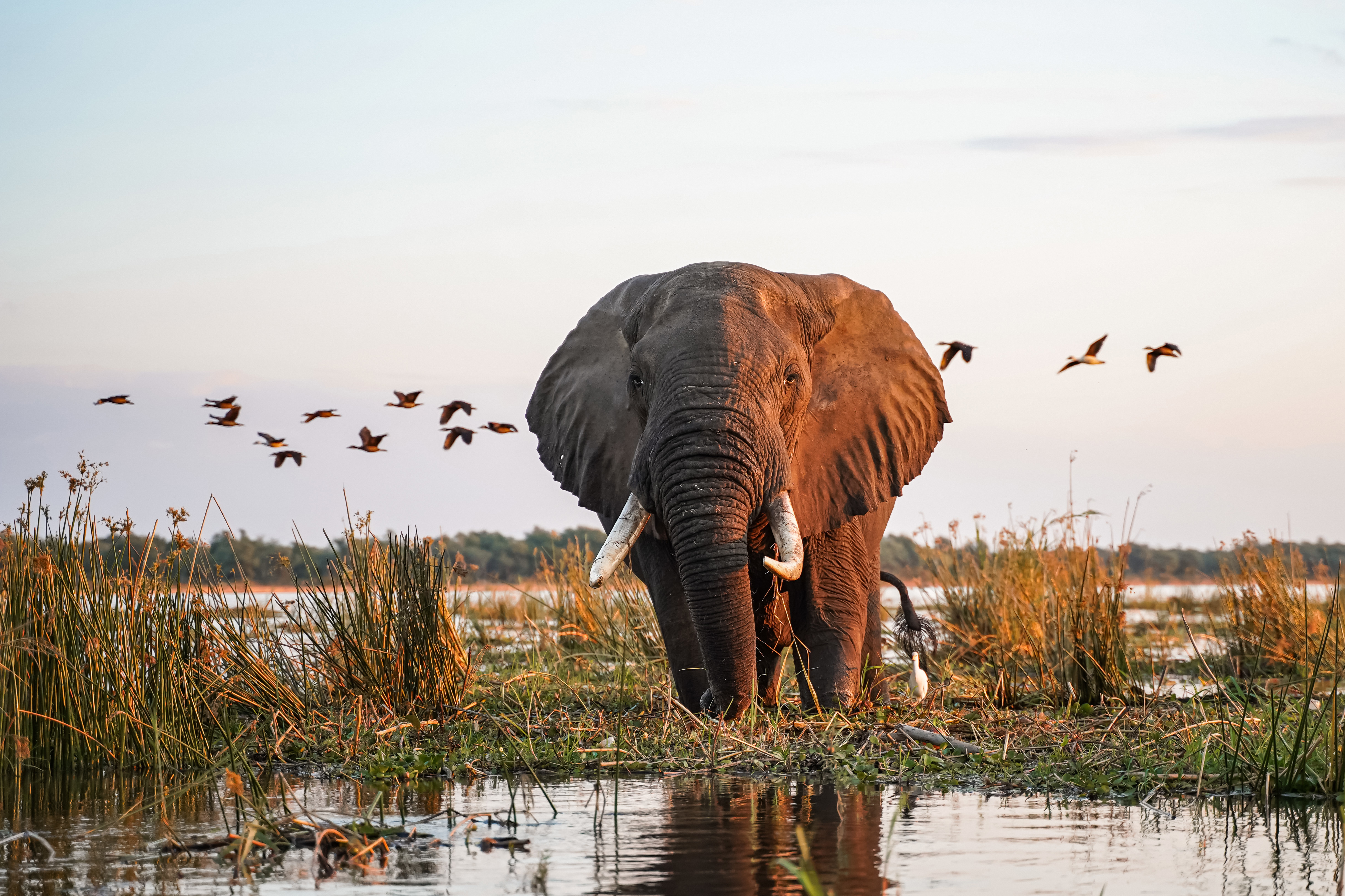 Majestic elephant standing in a wetland with birds flying in the background at sunset.