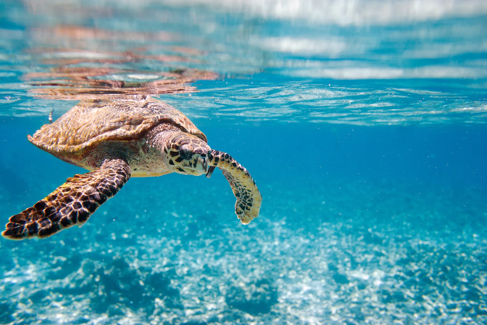 Sea turtle swimming gracefully in clear blue ocean water above a sunlit coral seabed.