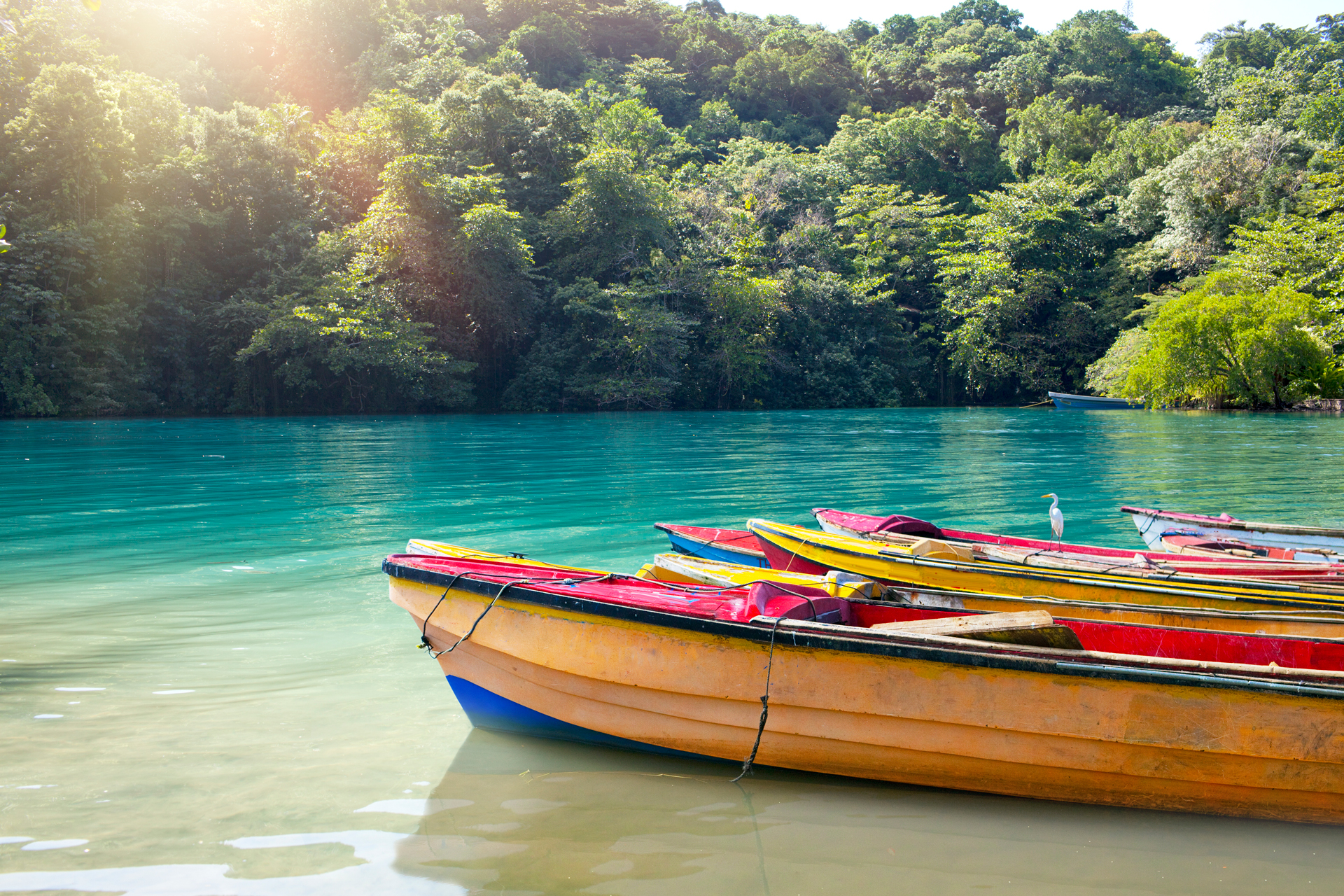 A line of rowing boats resting in shallow water as trees line the background