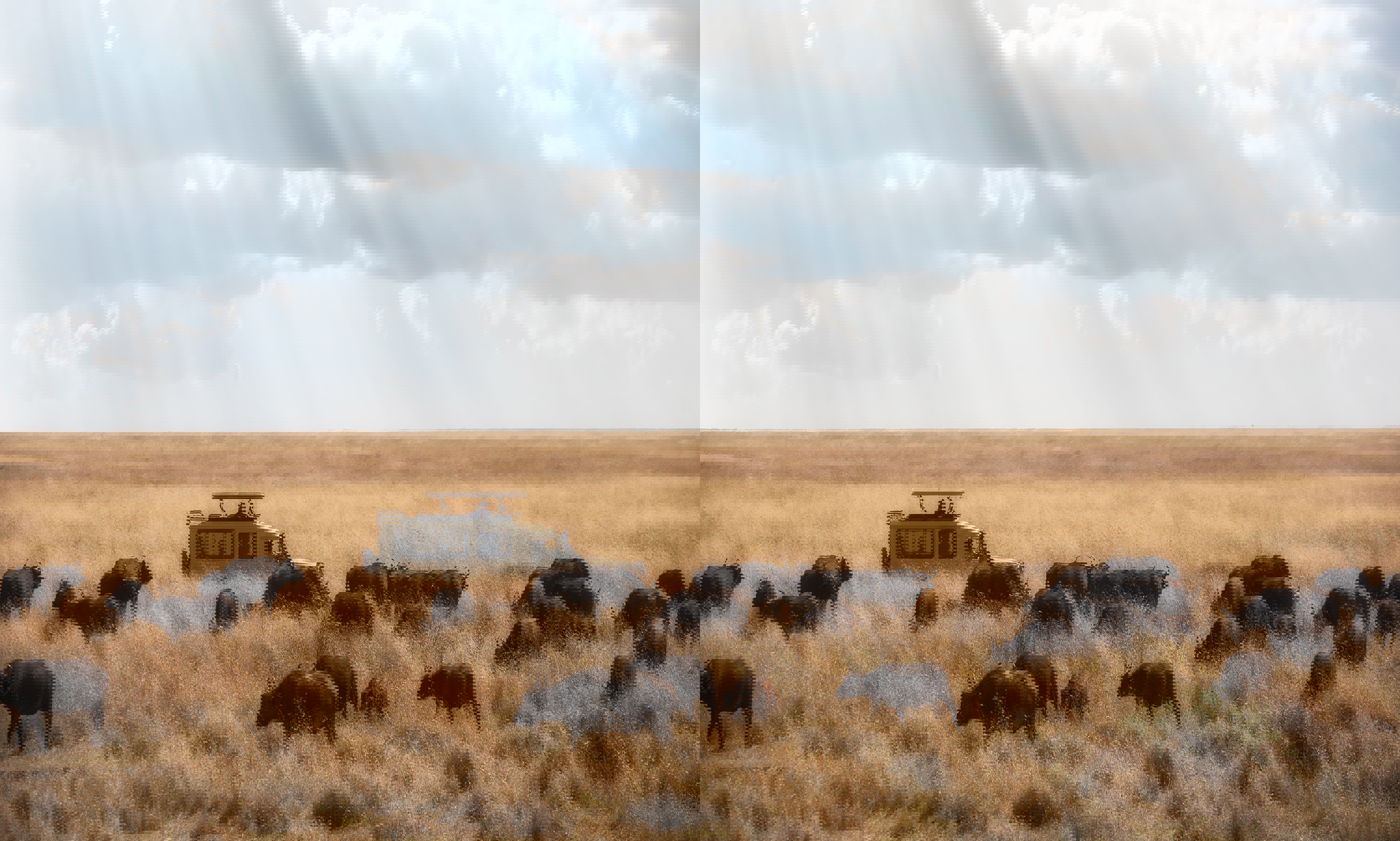 A safari car behind grazing wildebeest