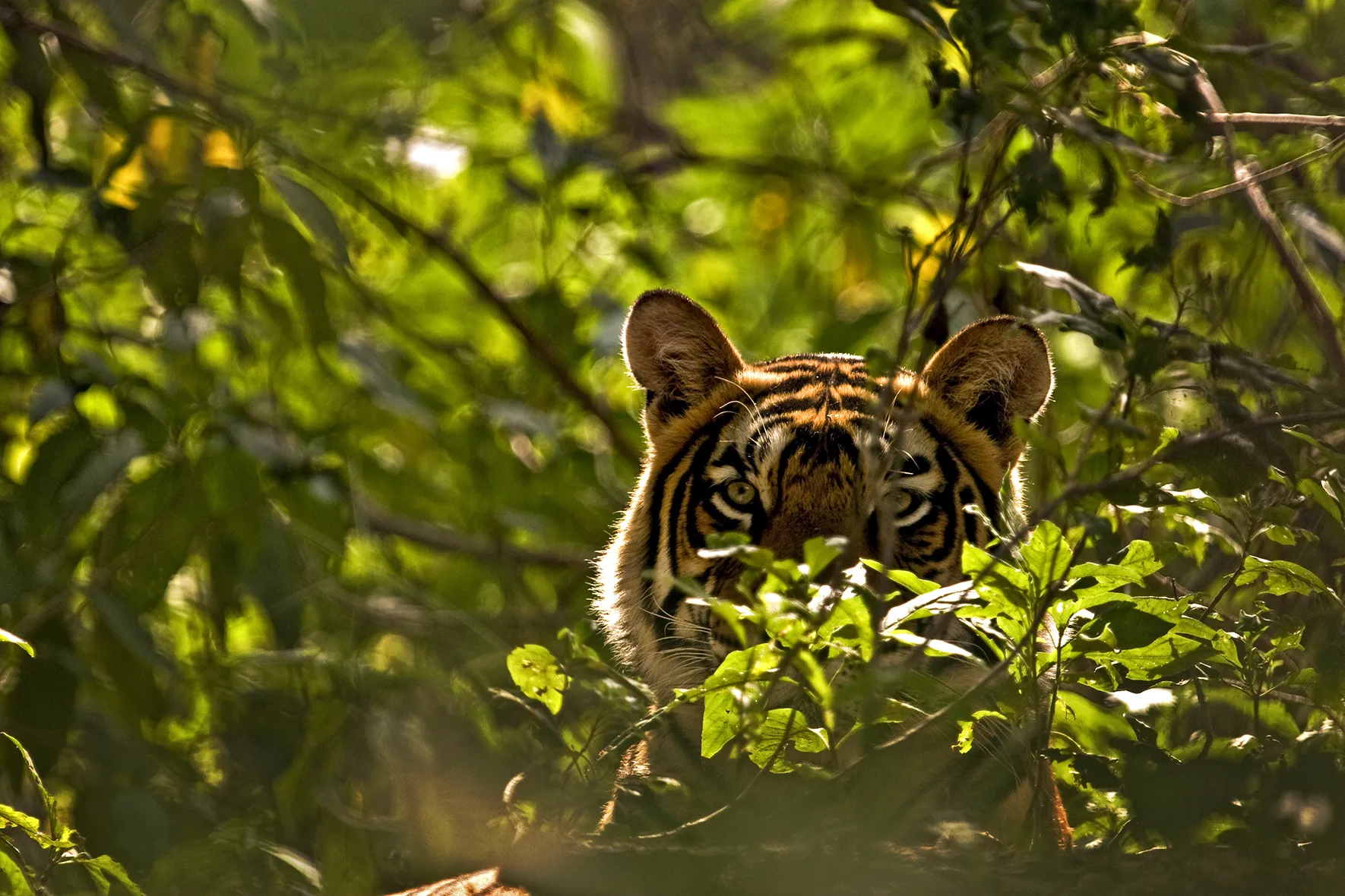 Asia, India, a tiger's face peering through foliage