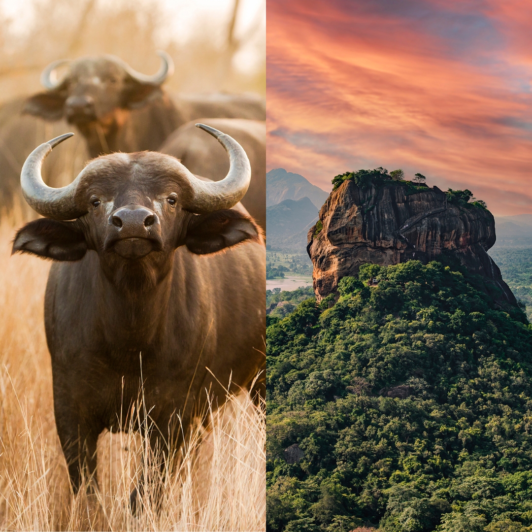 Side by side imgages of a buffalo and Sigiriya rock in Sri Lanka