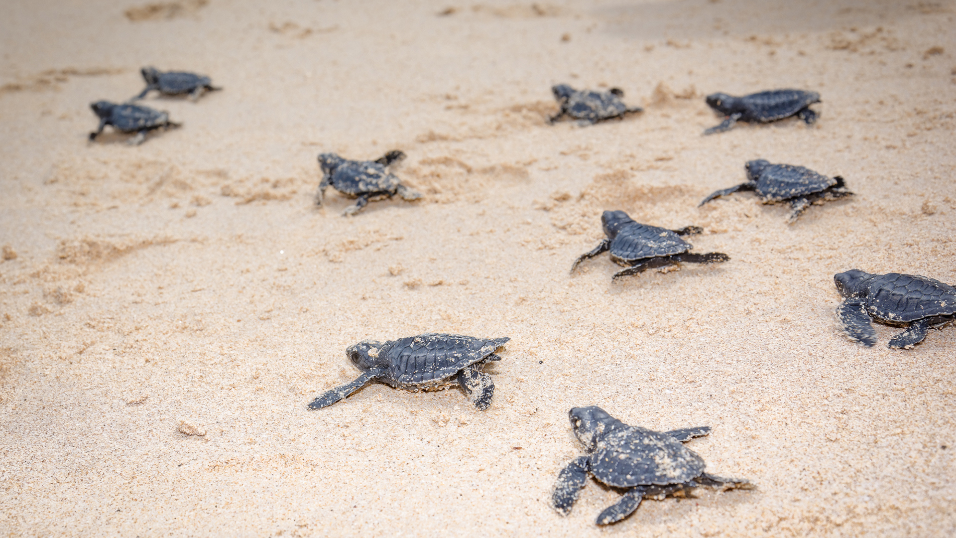  Worldwide, Indonesia, NIHI Sumba, Turtles