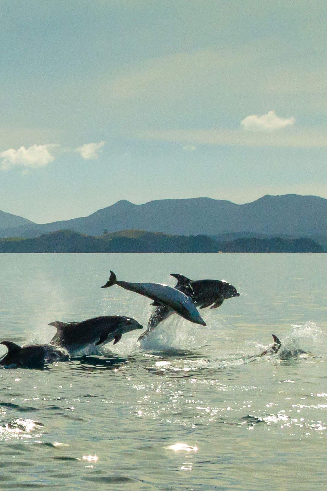 Dolphins jumping in the ocean off New Zealand