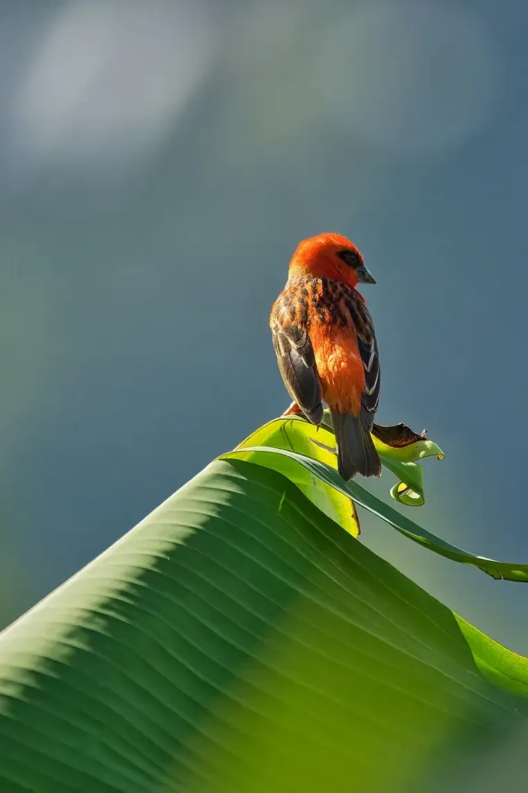 A vibrant red and black bird sitting on top of a green leaf.