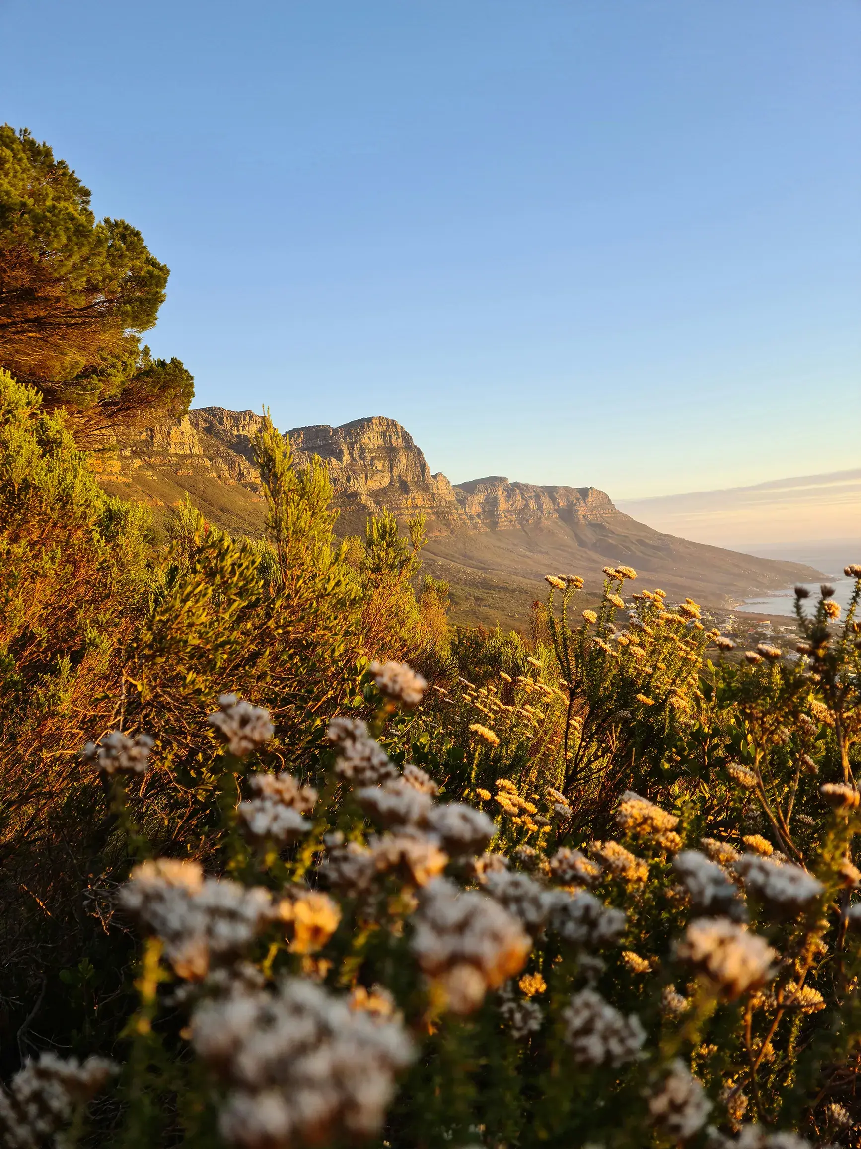 Wildflowers and coastal vegetation in golden light with a mountain range and ocean views in the distance.