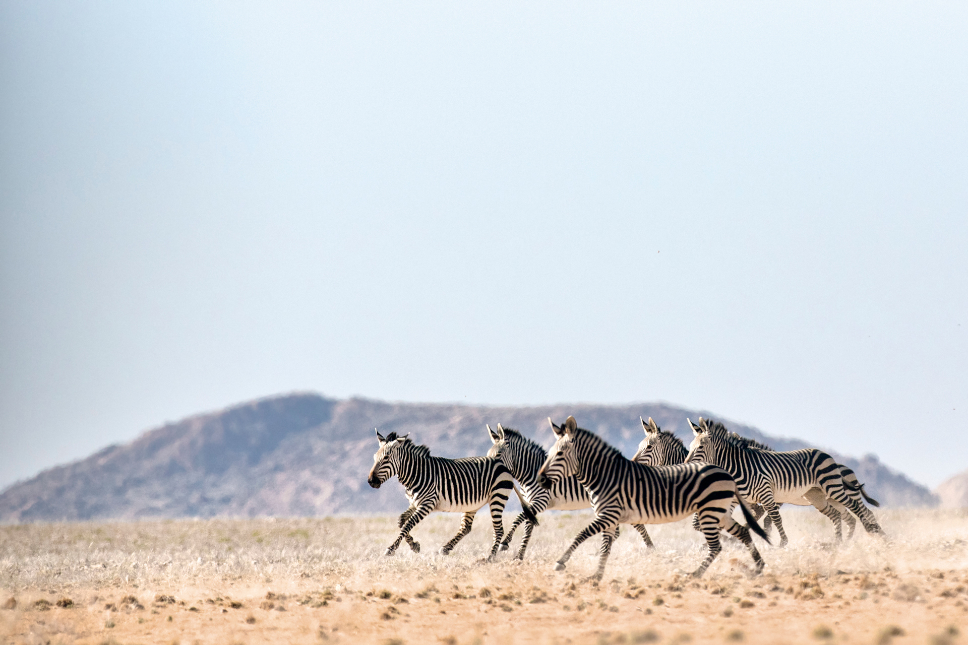 Zebras running across an open landscape
