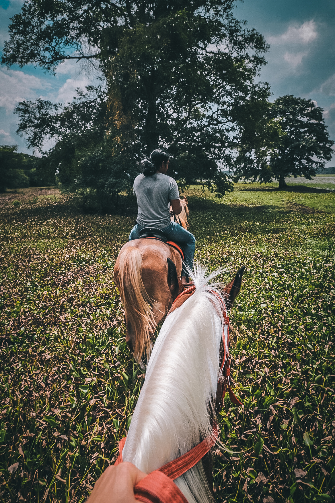 Asia, Sri Lanka, image taken from on horseback, looking towards a man riding another horse 