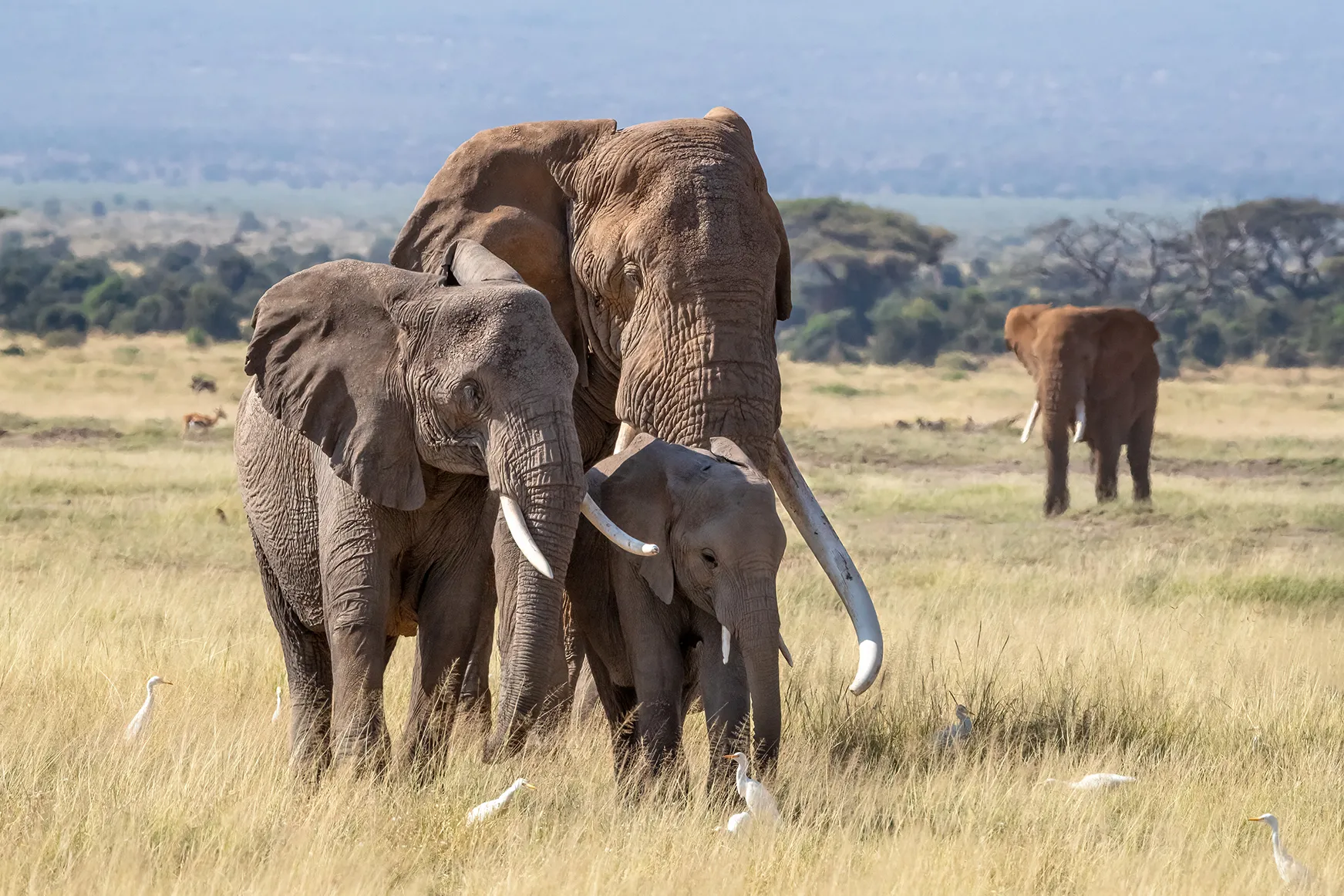 Elephants in Kenya