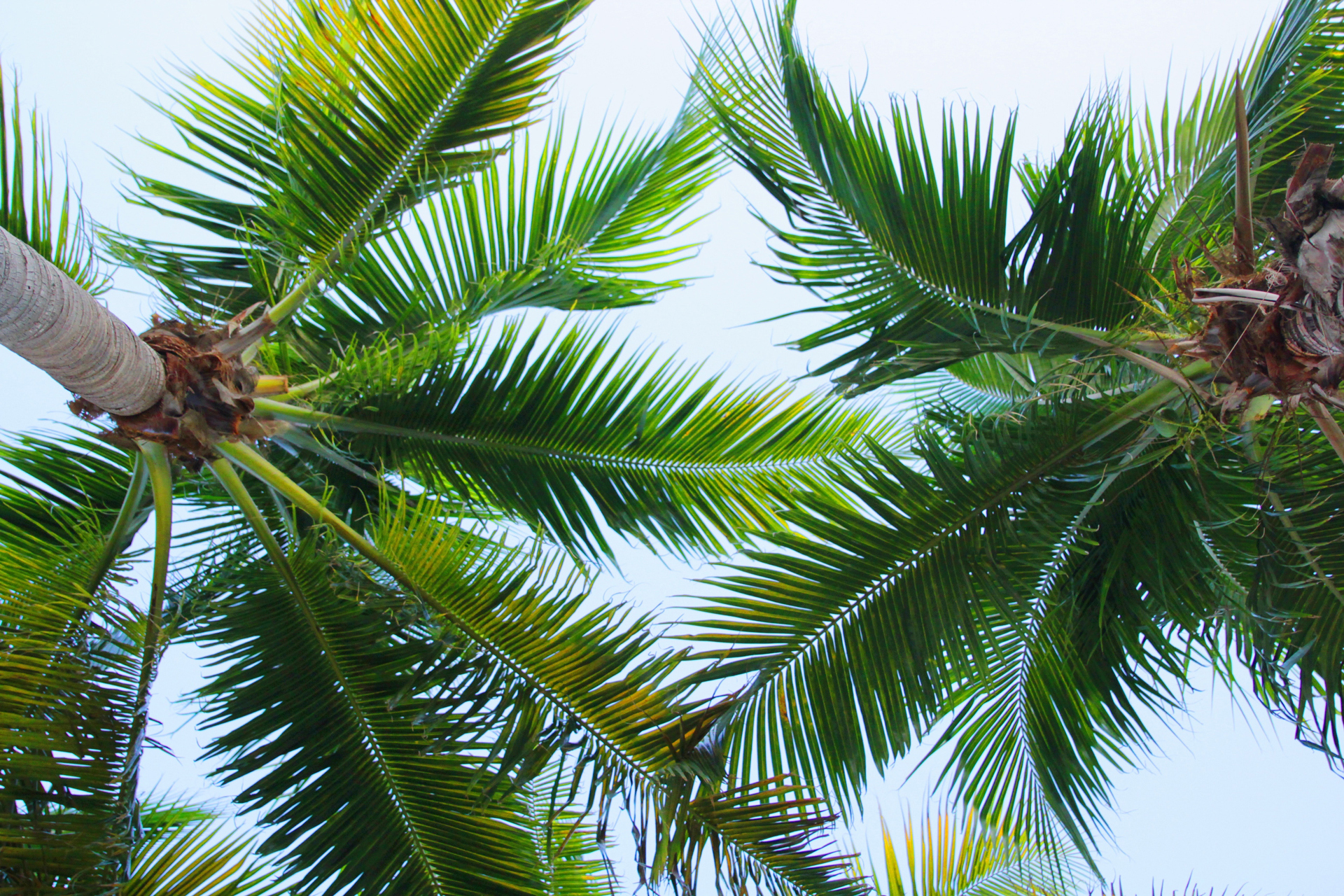 Low angle photo of green coconut trees