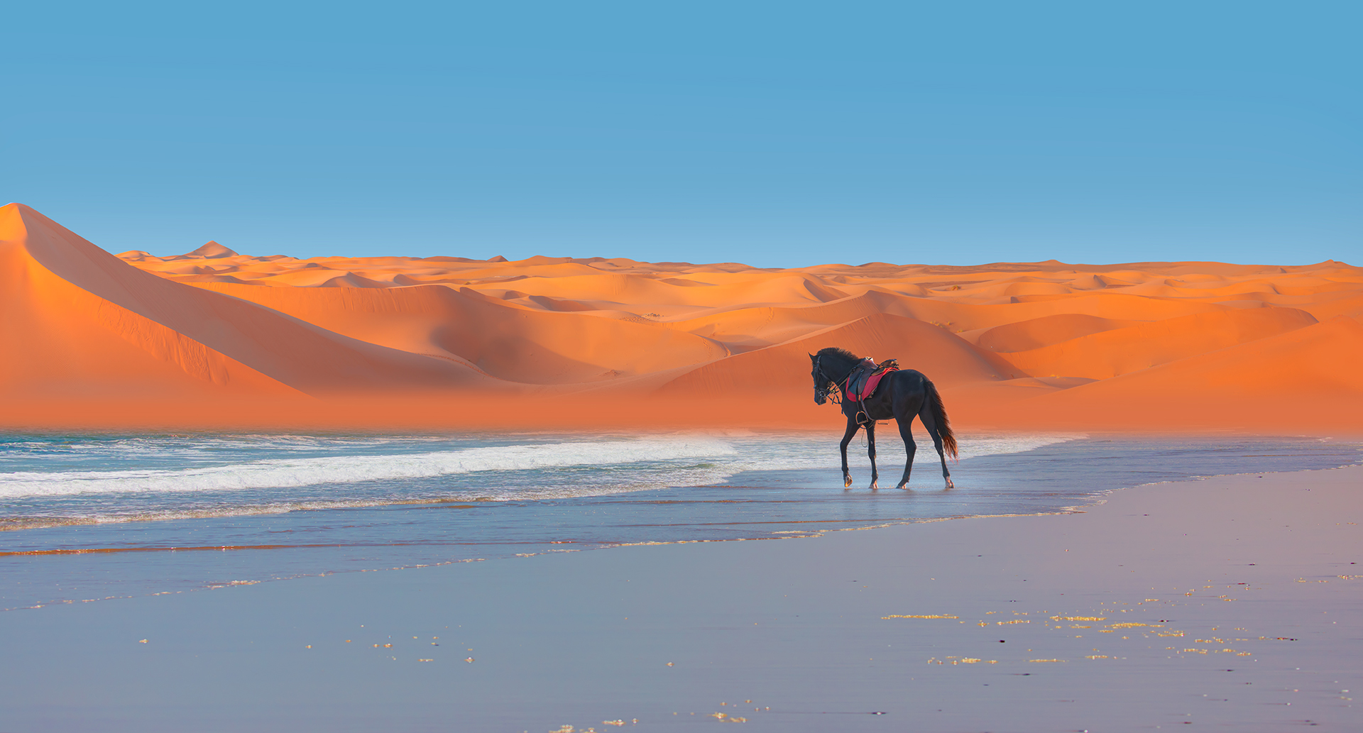 Africa, Namibia, Horse in front of sand dunes