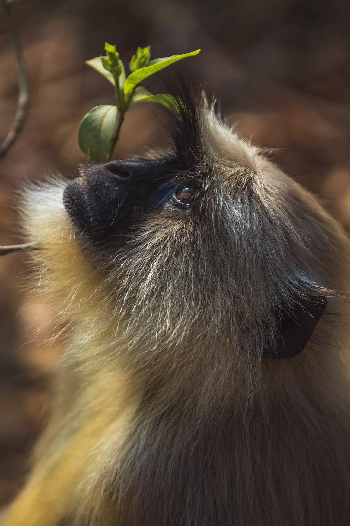 Asia, India, Aman-i-Khas, close up of a monkey in Ranthambore National Park
