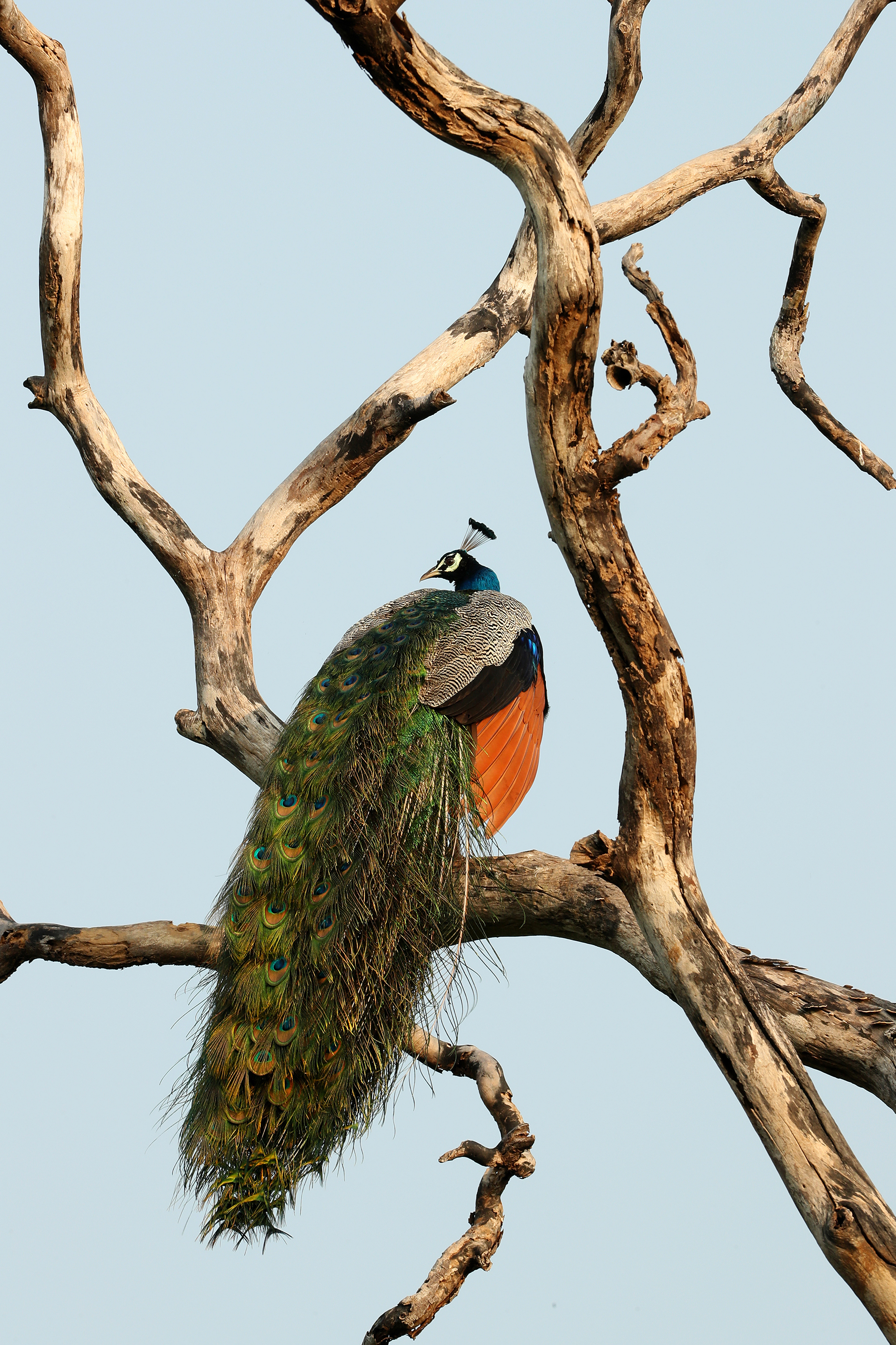 Male peacock sat in the branches of a tree