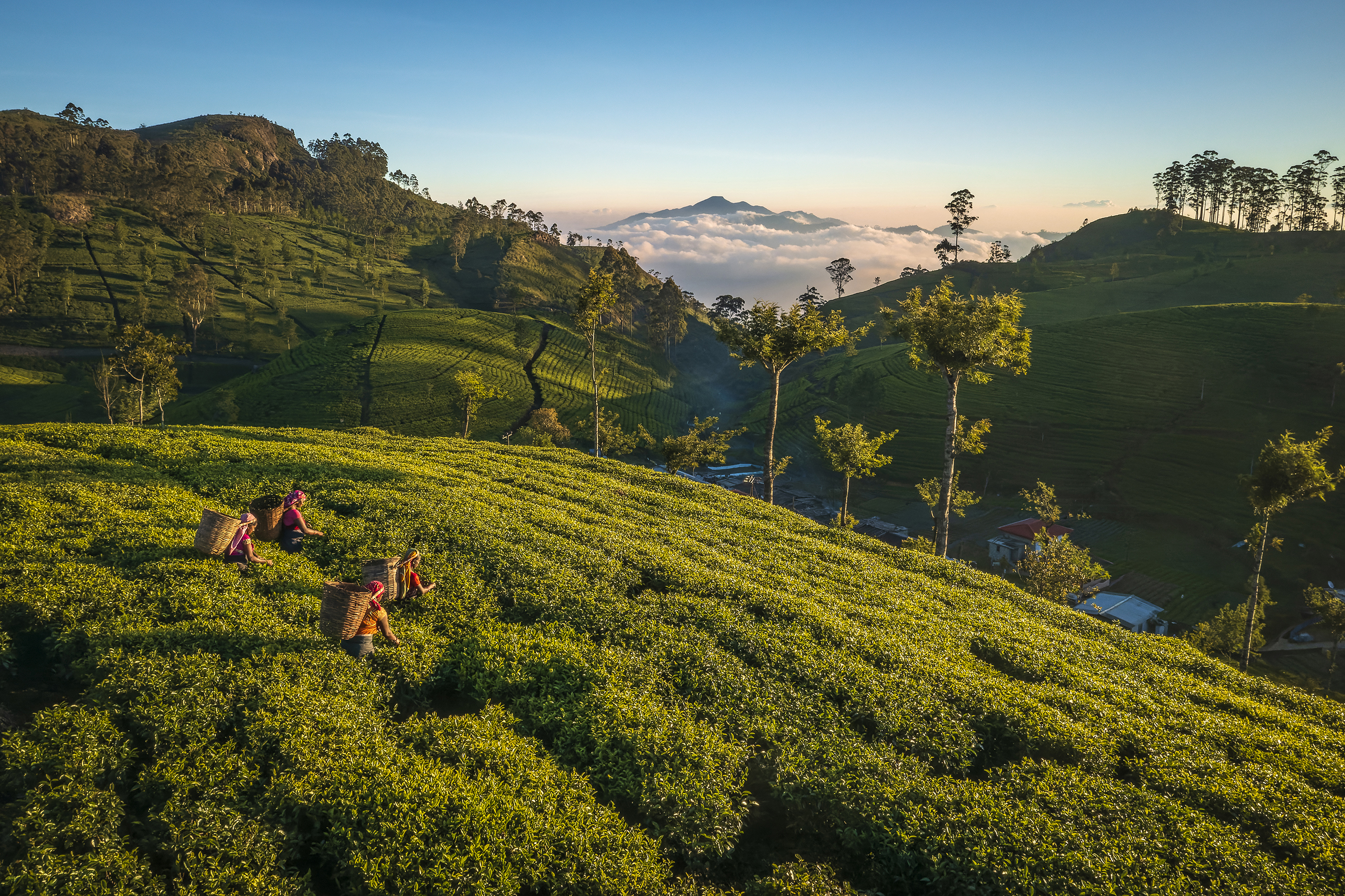 Four tea pickers working in a hillside plantation with a misty landscape in the background
